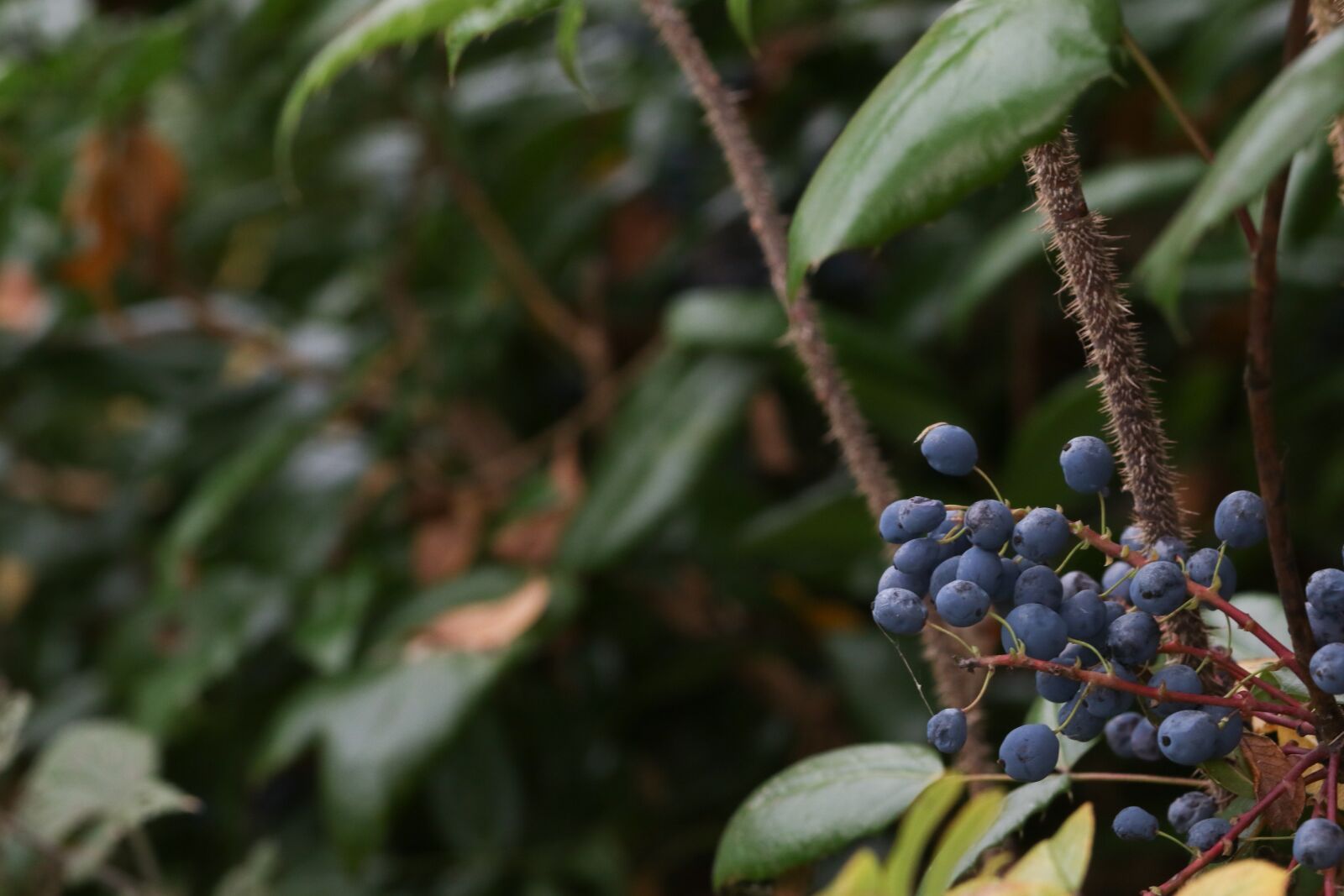 Canon EOS 7D Mark II sample photo. Berry, autumn, fall photography
