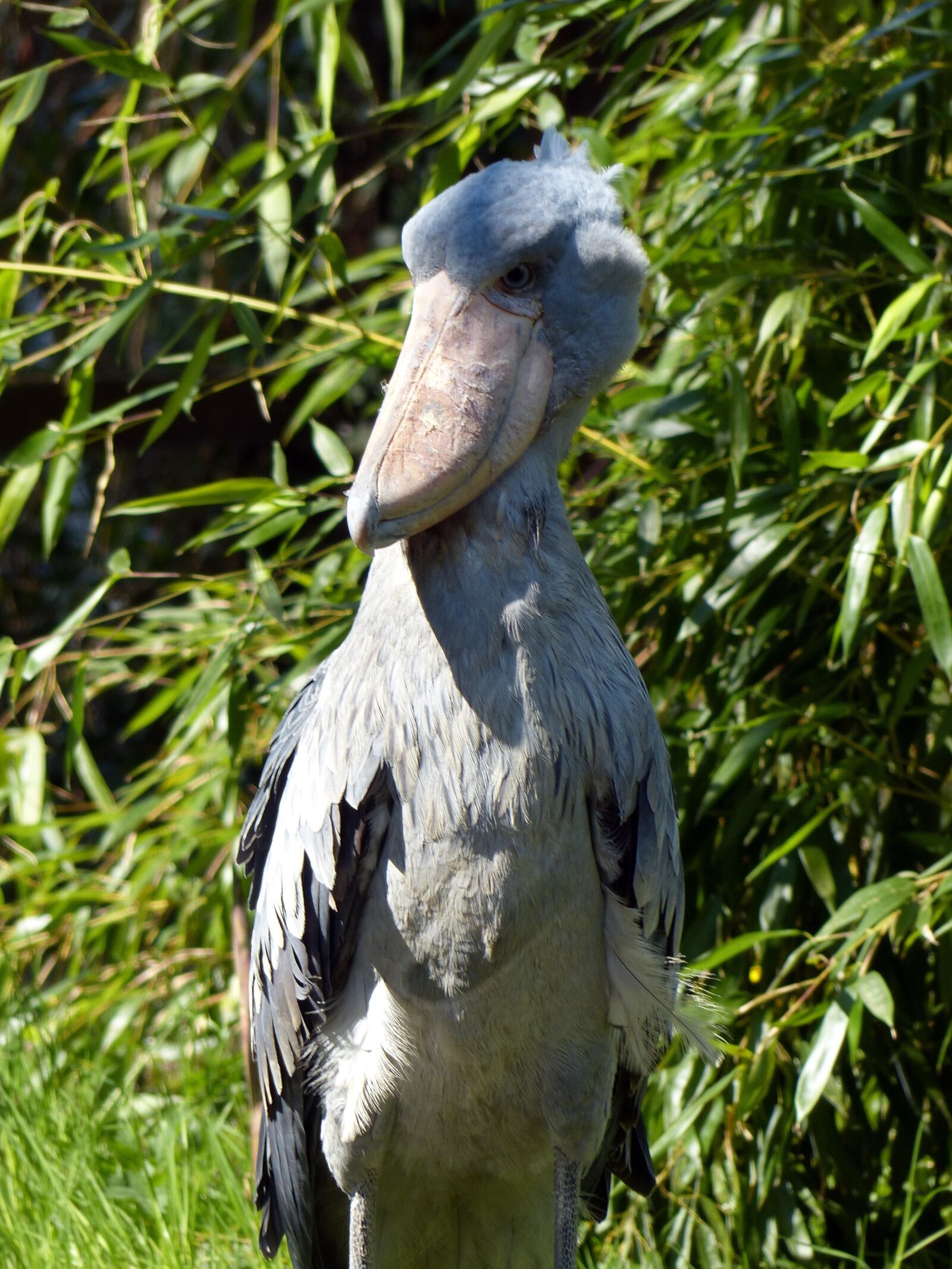 Panasonic Lumix DMC-FZ200 sample photo. Shoebill, bird, big bird photography