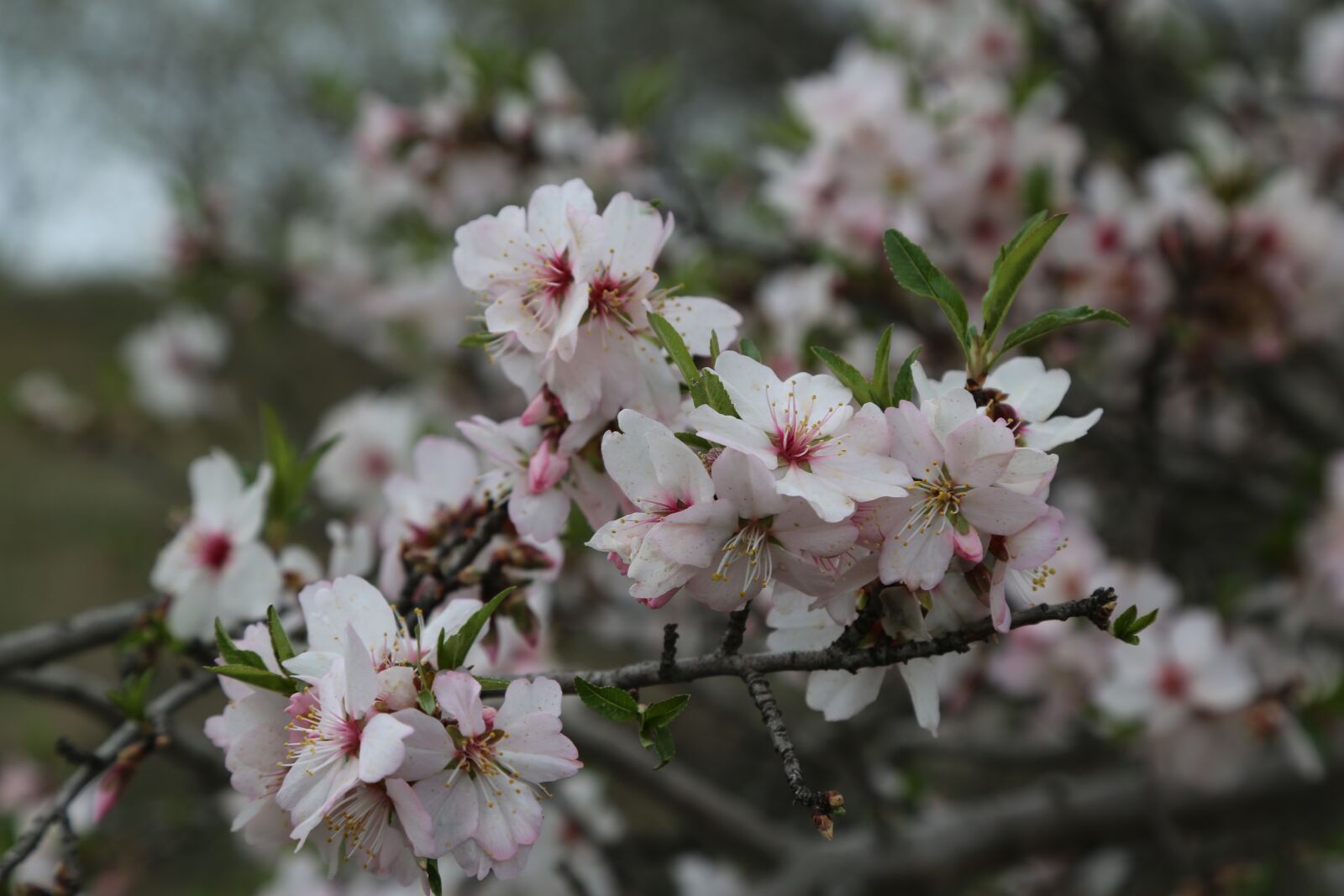 Canon EF 24-105mm F4L IS USM sample photo. Flower, almond, tree photography