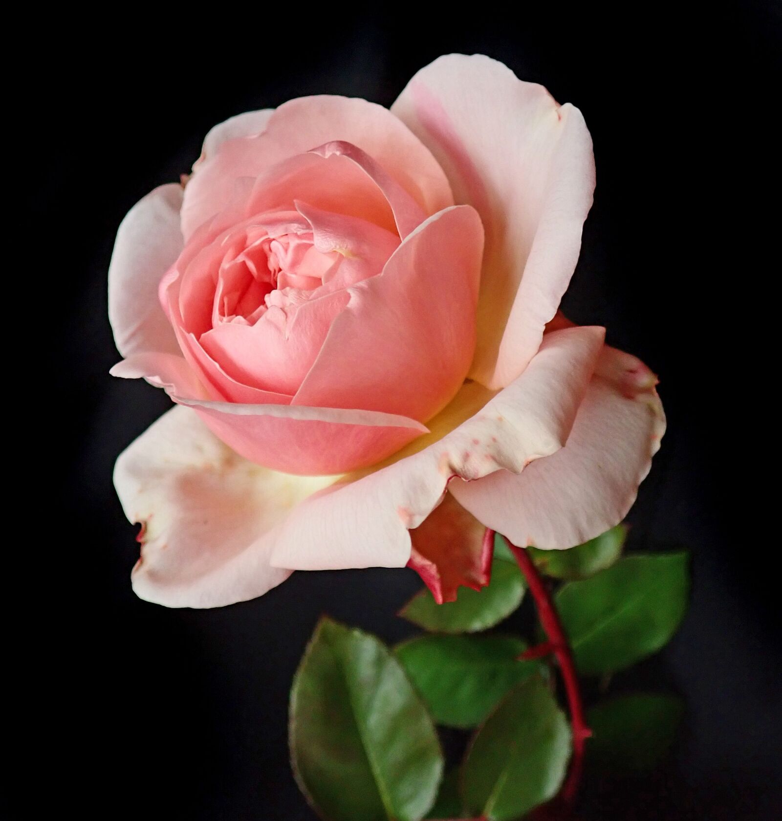 Olympus TG-5 sample photo. Flower, rose, petals photography
