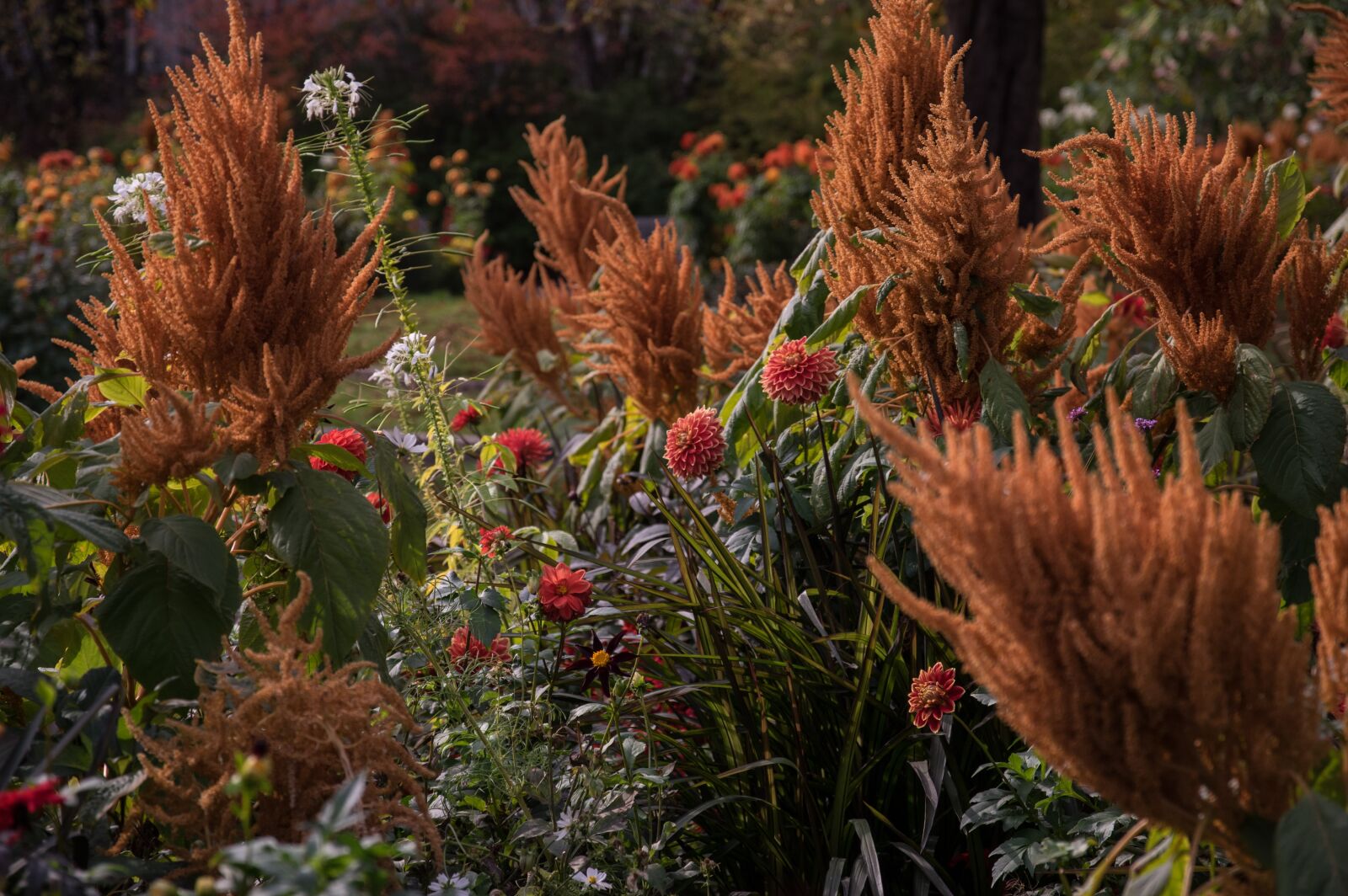 Pentax K-3 sample photo. Flowers, garden, nature photography