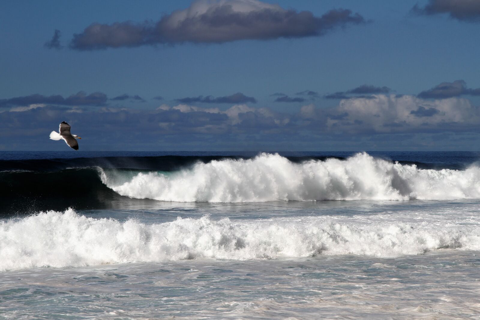 Canon EOS 7D sample photo. Sea, bird, waves photography