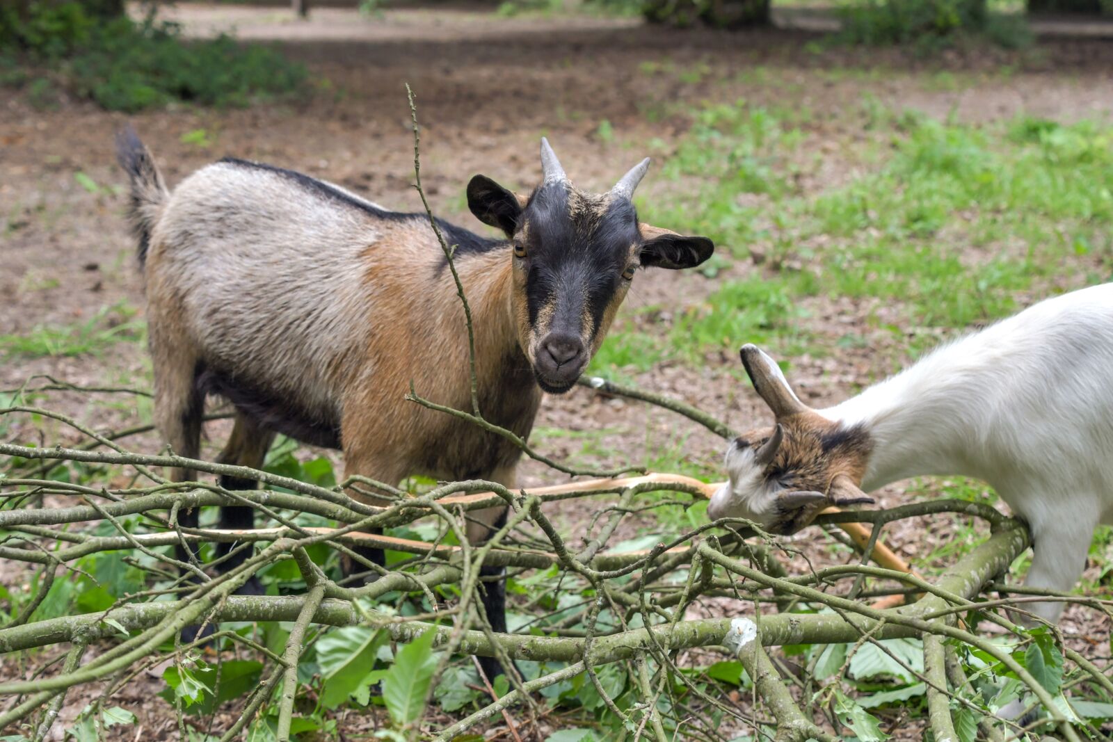 Nikon D500 sample photo. Goat, play, branches photography