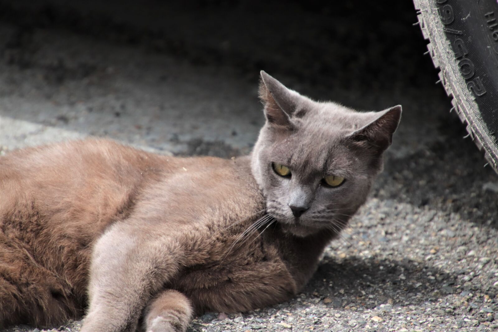 Canon EOS 800D (EOS Rebel T7i / EOS Kiss X9i) sample photo. Cats, felines, gray color photography