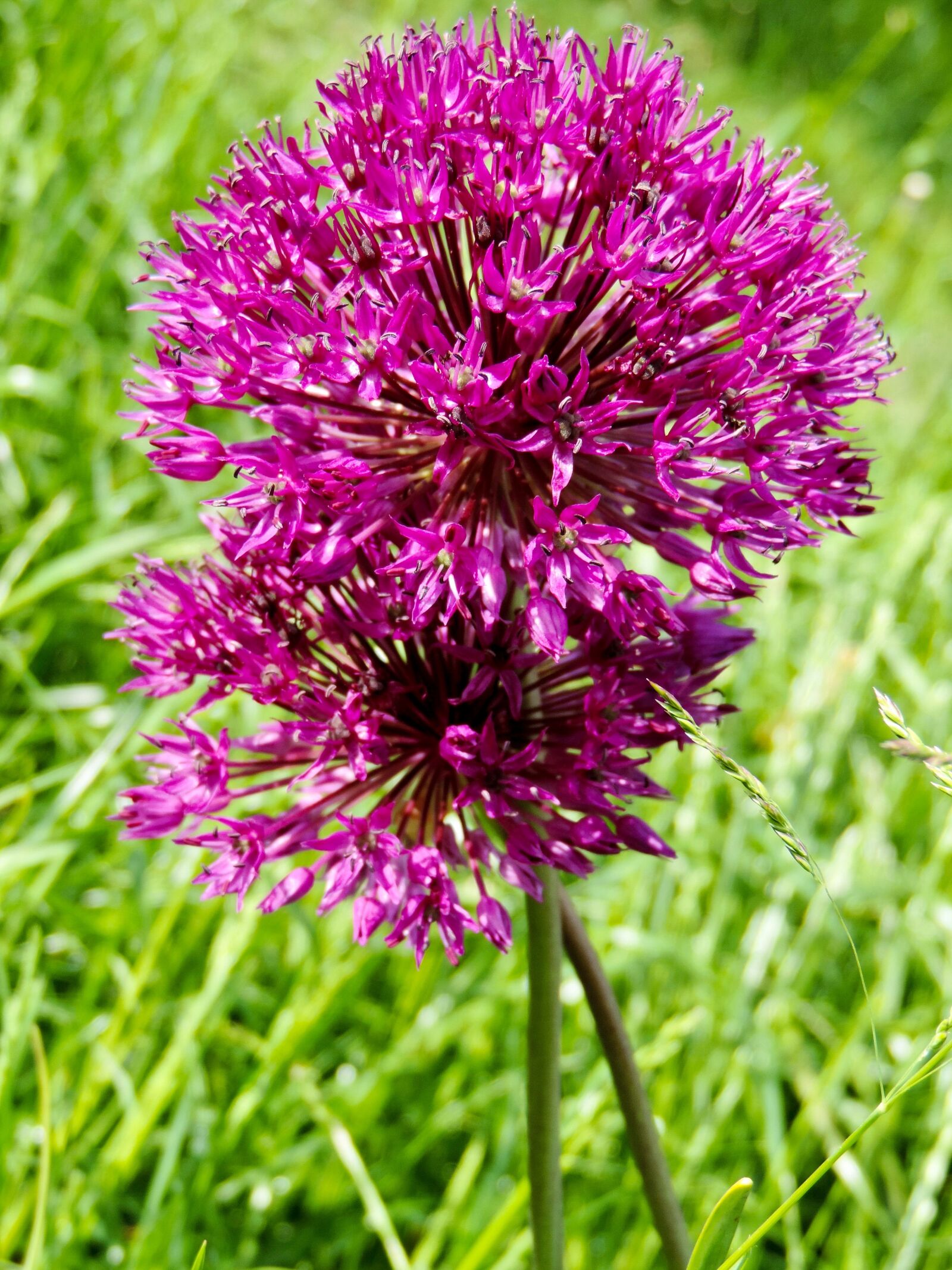 Nikon Coolpix P520 sample photo. Ornamental onion, allium, blossom photography