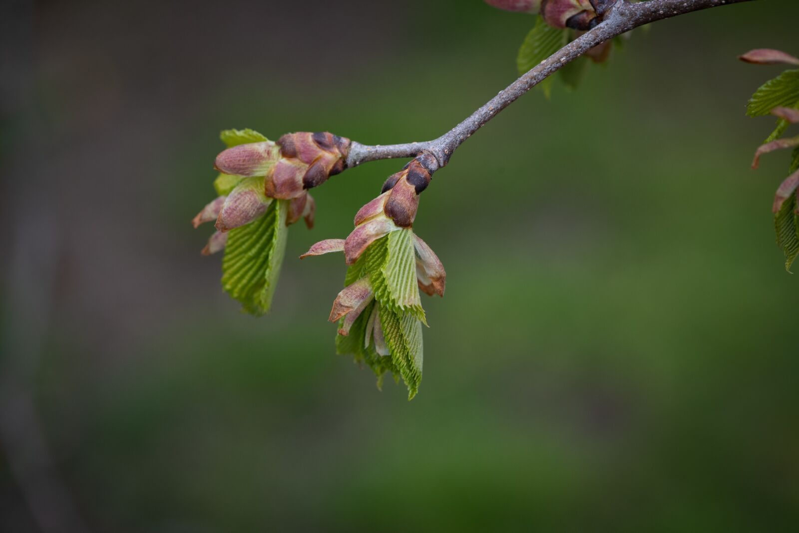 Nikon D750 sample photo. Branch, leaves, green photography