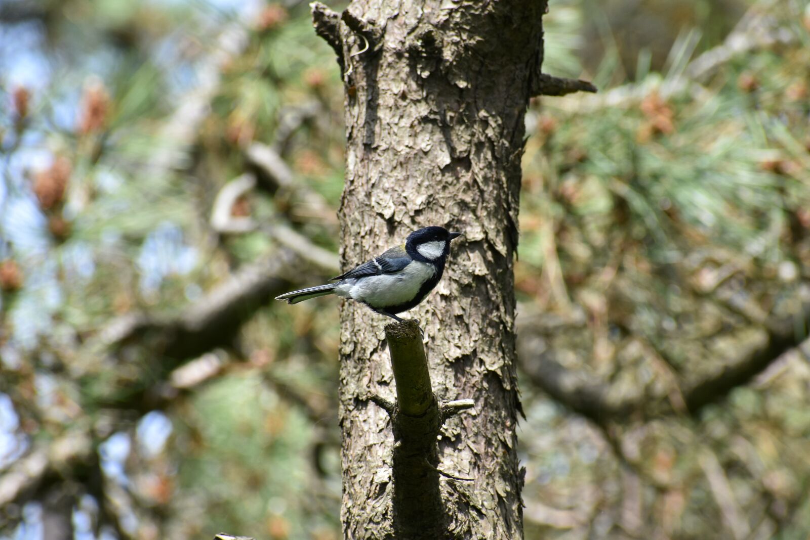 Nikon D7200 sample photo. Animal, forest, wood photography