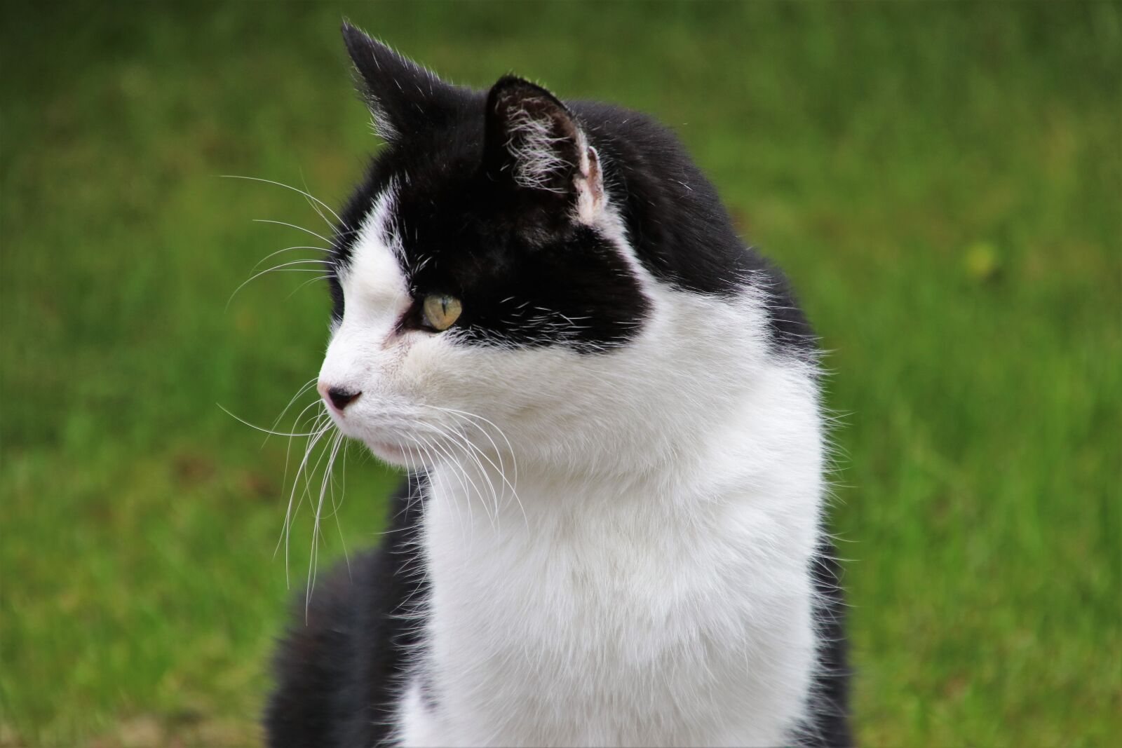 Canon EOS 80D sample photo. Tomcat, coat, mustache photography