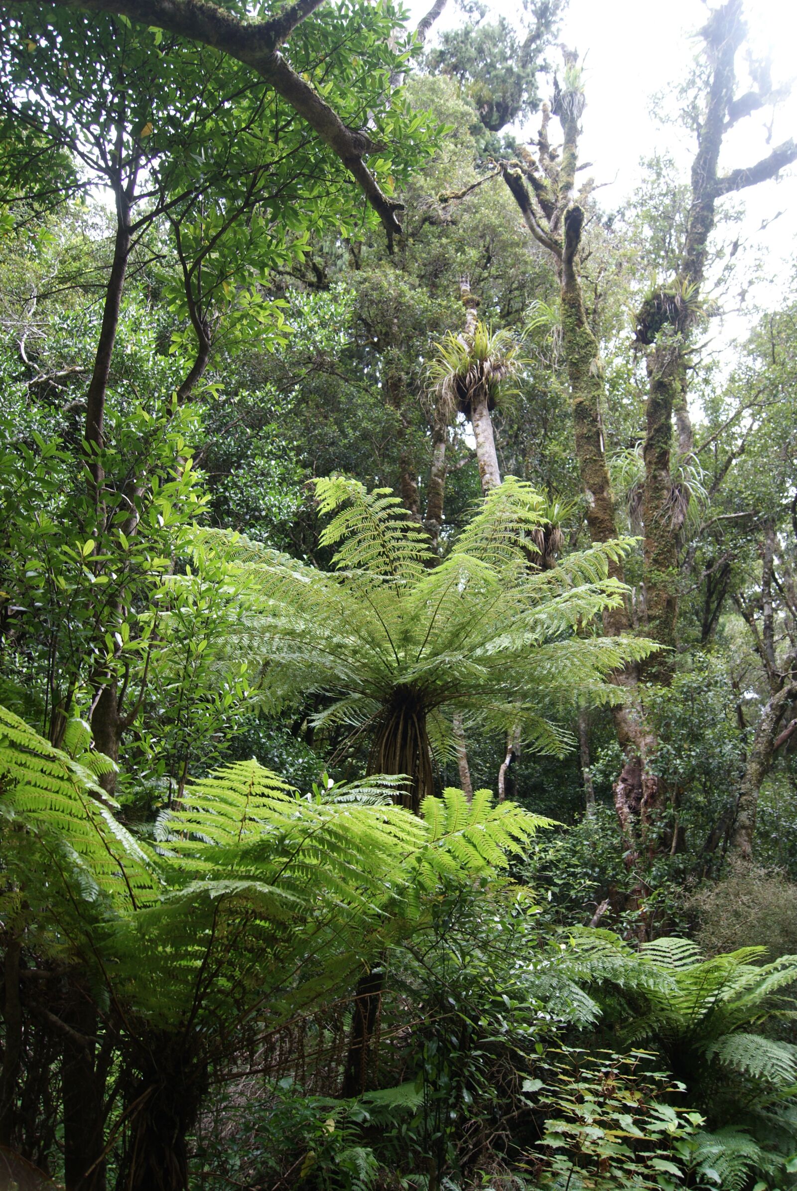Sony Alpha DSLR-A230 sample photo. Tree fern forest, new photography
