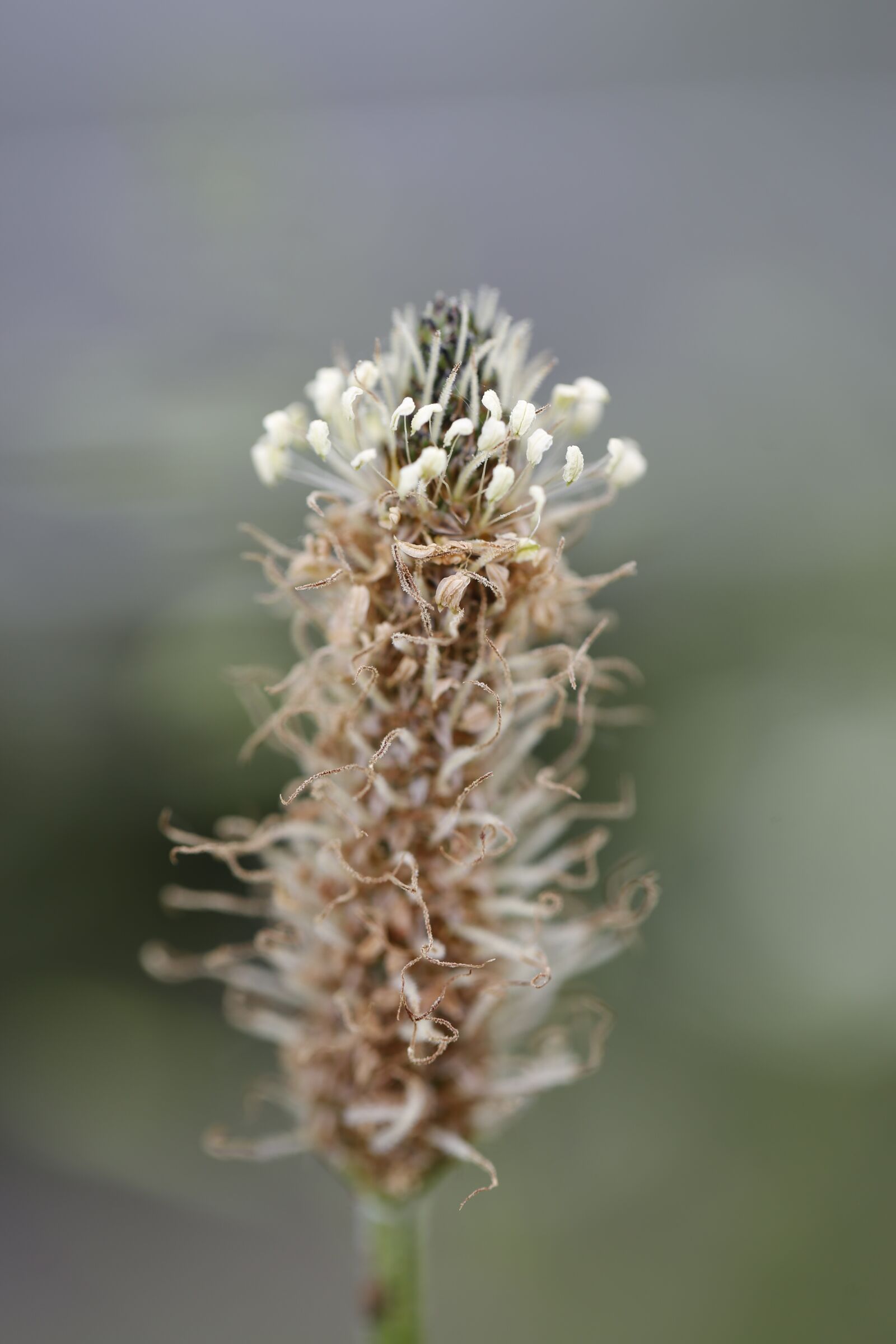 Canon EF 100mm F2.8L Macro IS USM sample photo. Grass, halm, meadow photography