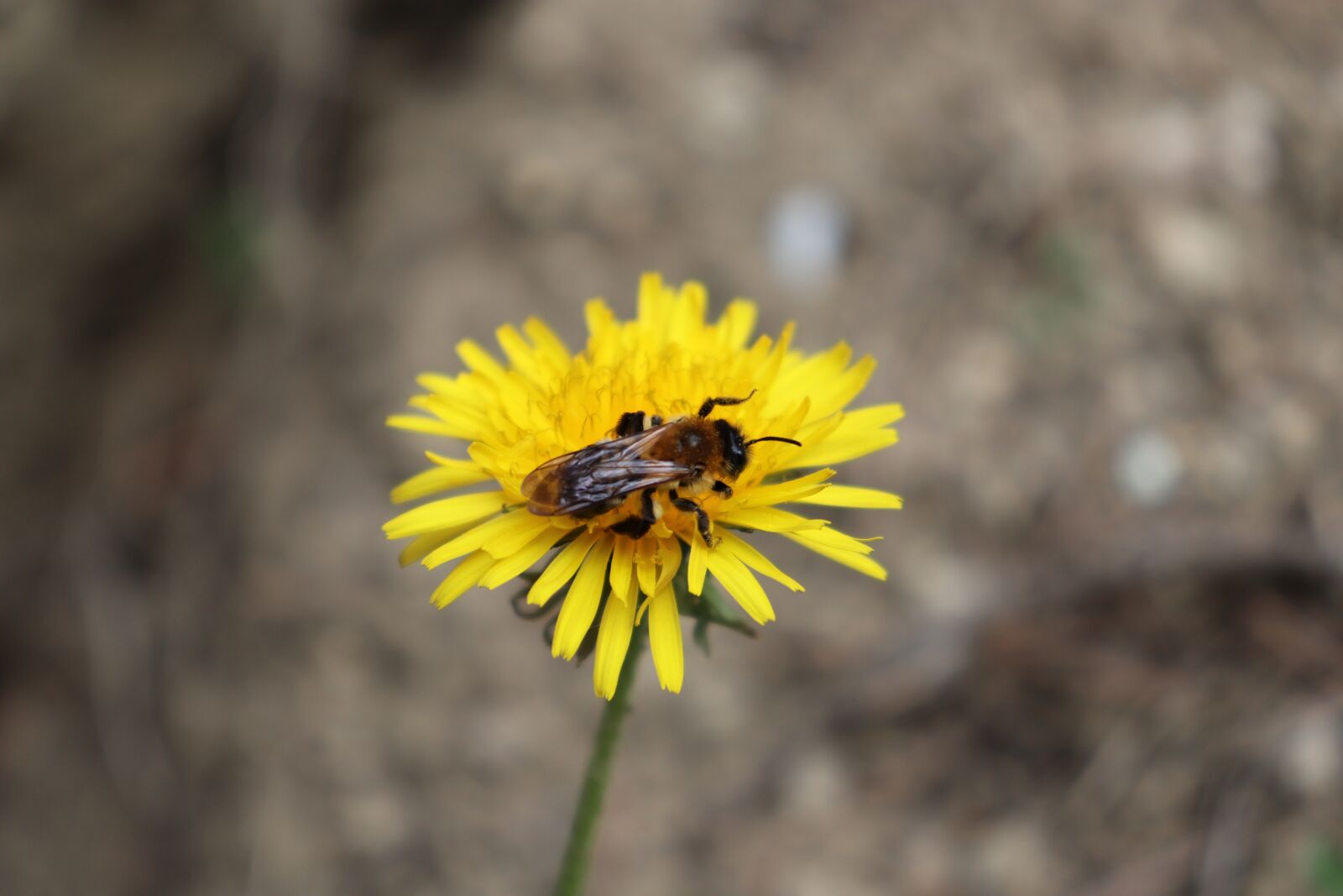 Canon EOS 200D (EOS Rebel SL2 / EOS Kiss X9) sample photo. Flower, bee, insects photography