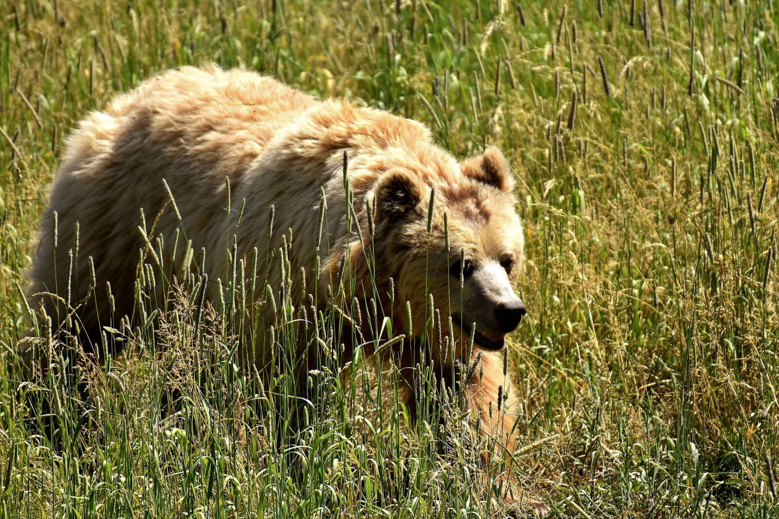 Nikon D7200 sample photo. European brown bear, bright photography