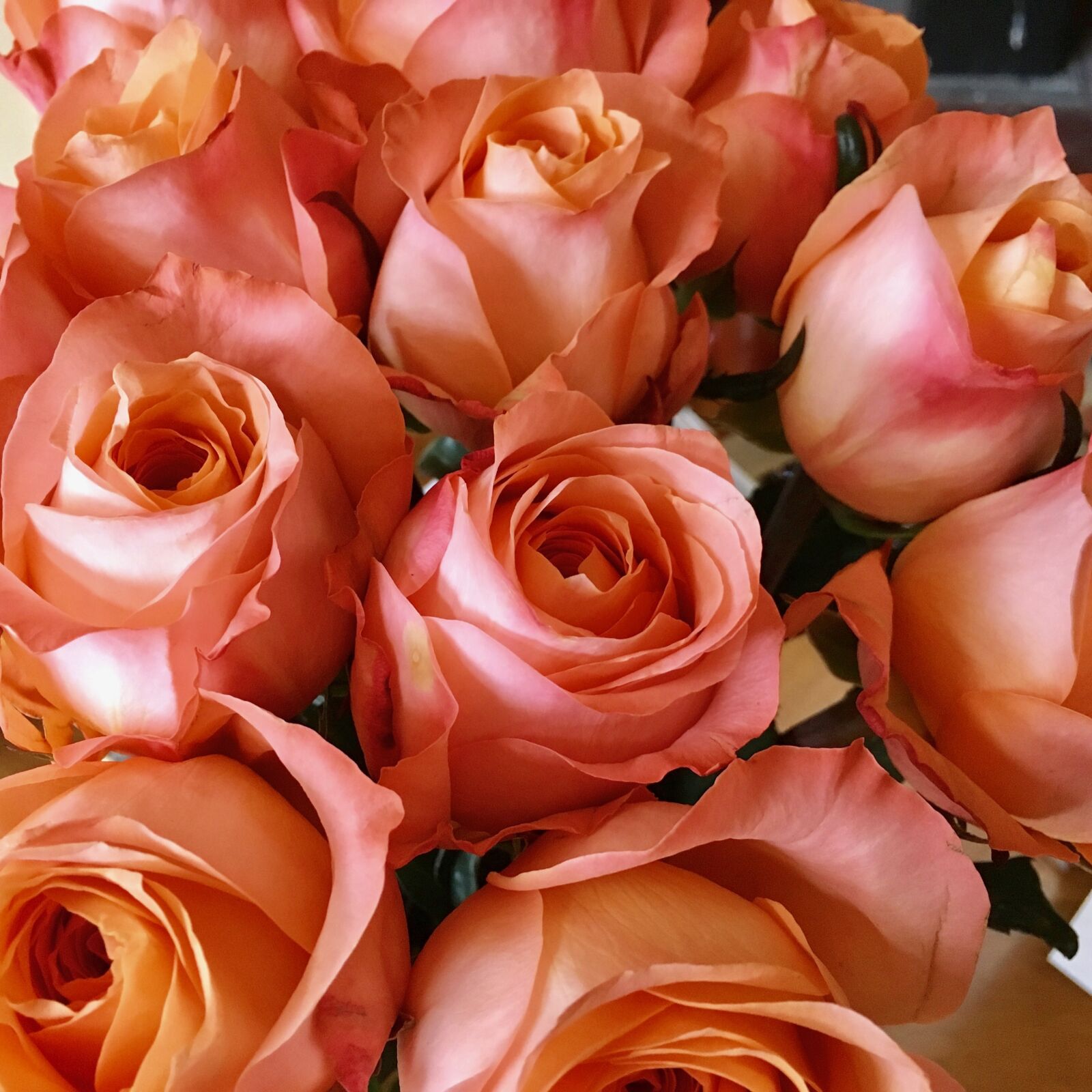 Apple iPhone 6s sample photo. Roses, wedding, flowers photography