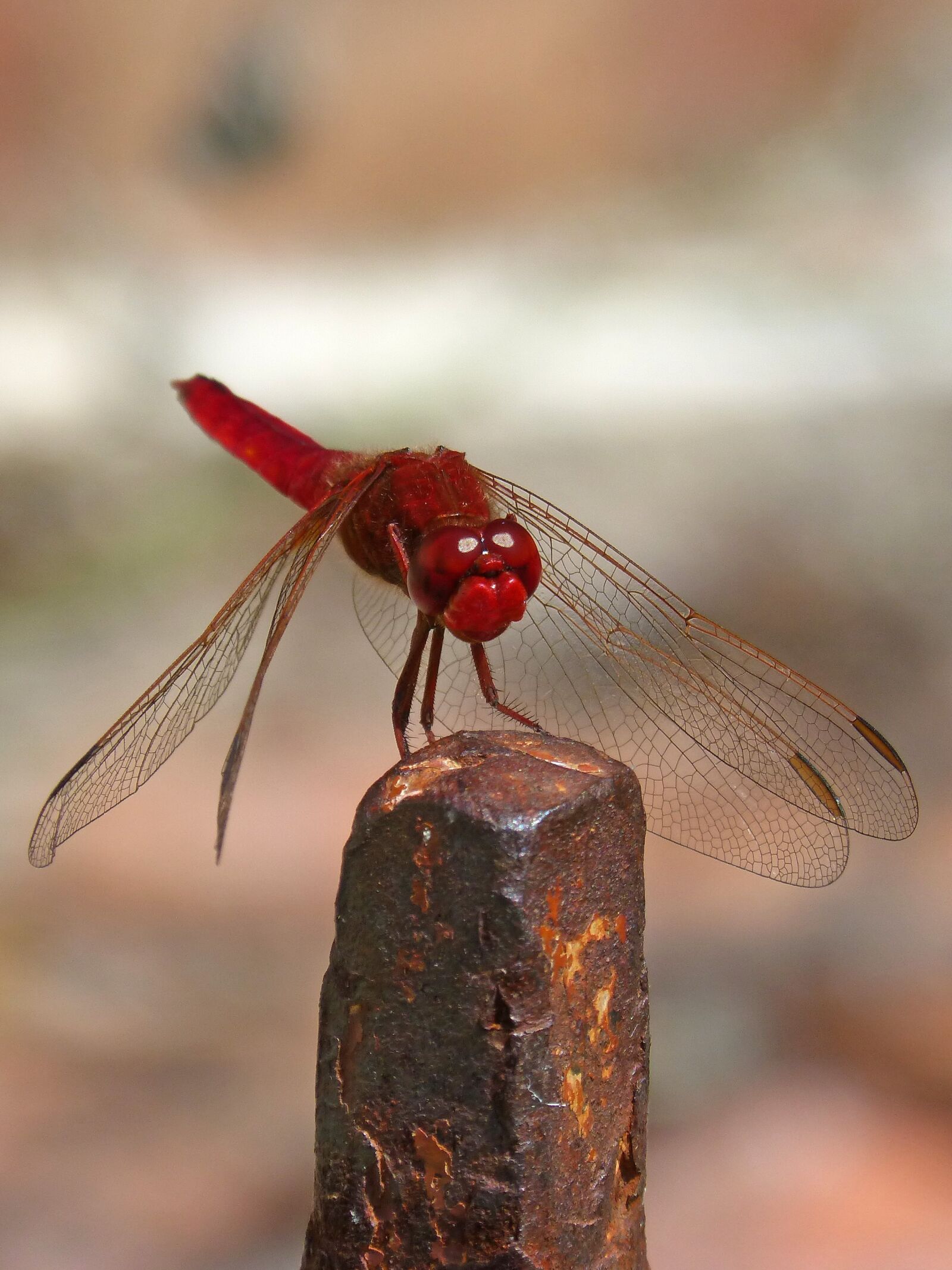 Panasonic DMC-FZ62 sample photo. Erythraea crocothemis, red dragonfly photography