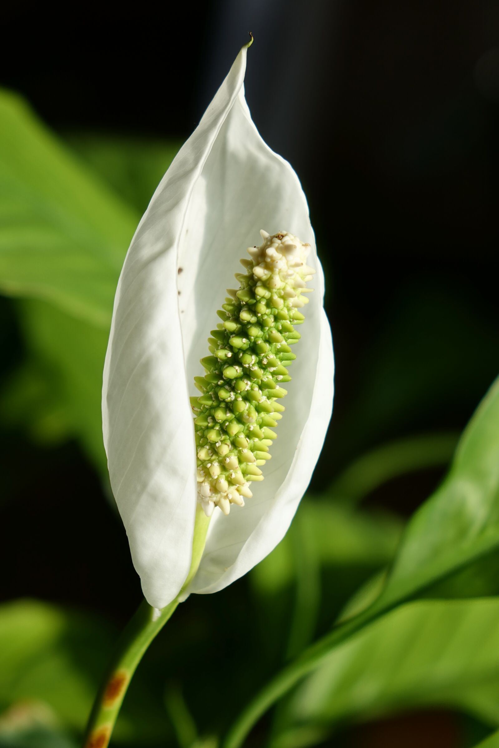 Sony Cyber-shot DSC-RX10 II sample photo. Plant, blossom, bloom photography