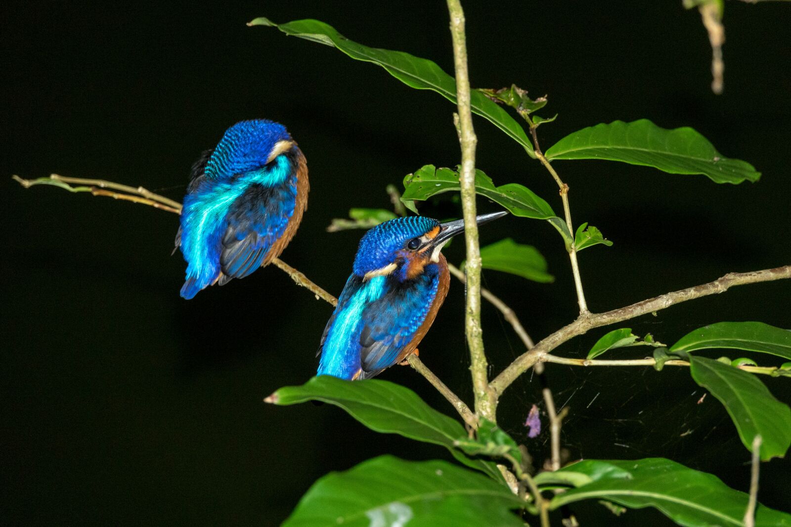 Sony Cyber-shot DSC-RX10 III sample photo. Blue eared kingfisher pair photography