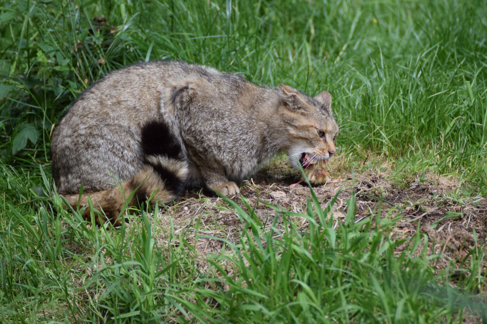 Nikon D3300 sample photo. Mammal, animal, animal world photography