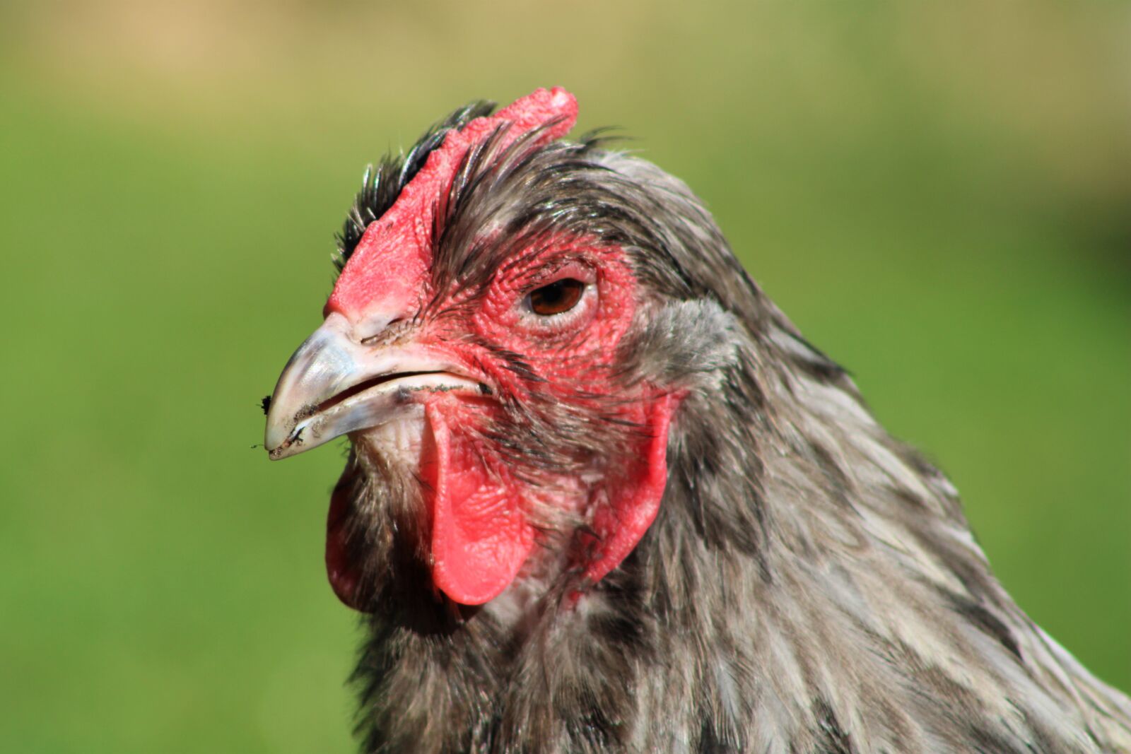 Canon EOS 2000D (EOS Rebel T7 / EOS Kiss X90 / EOS 1500D) sample photo. Chicken, hen, poultry photography