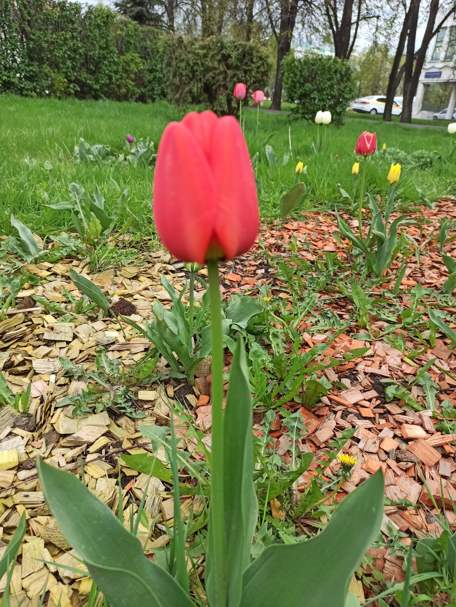 Xiaomi Redmi Note 8 Pro sample photo. Tulips, victory day, spring photography