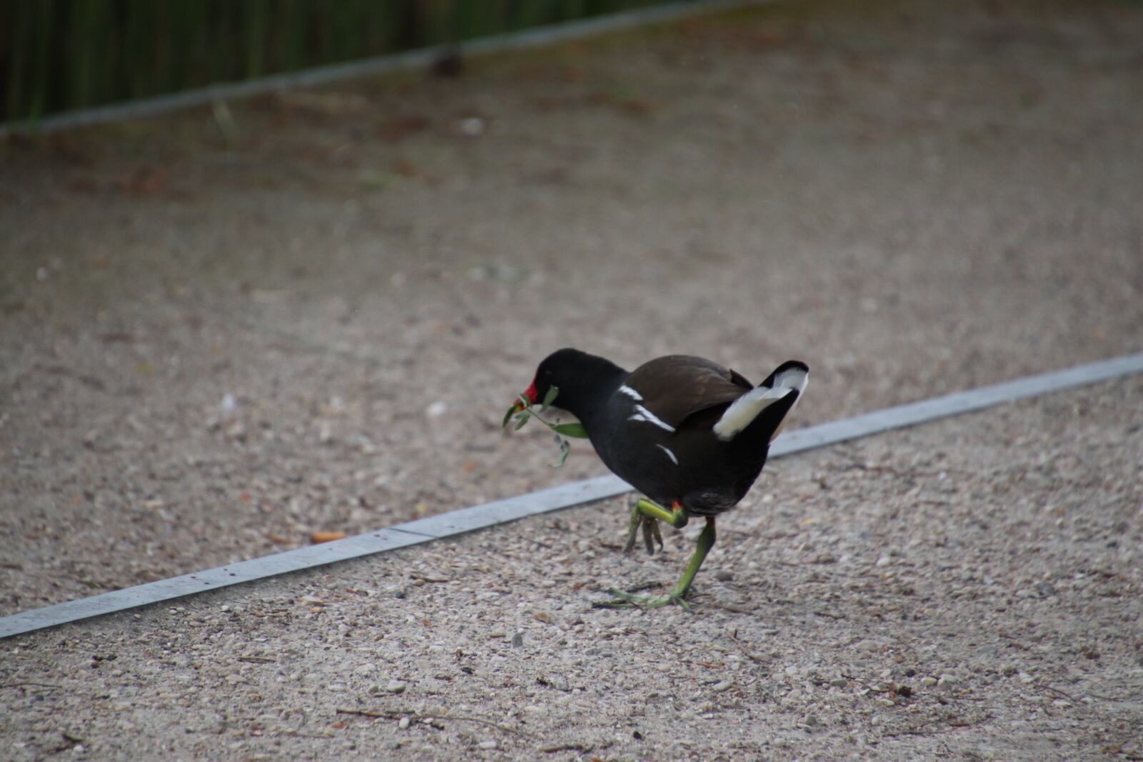 Canon EOS 800D (EOS Rebel T7i / EOS Kiss X9i) sample photo. Moorhen, bird, gallinacées photography