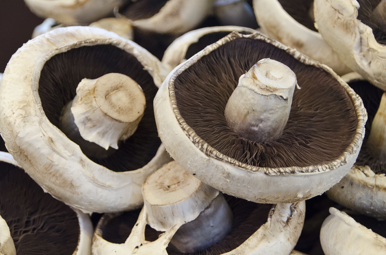 Nikon D5100 sample photo. Mushroom, food, fungus photography