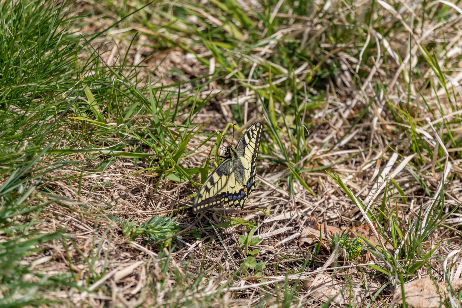 Tamron 28-300mm F3.5-6.3 Di VC PZD sample photo. Butterfly, dovetail, yellow photography