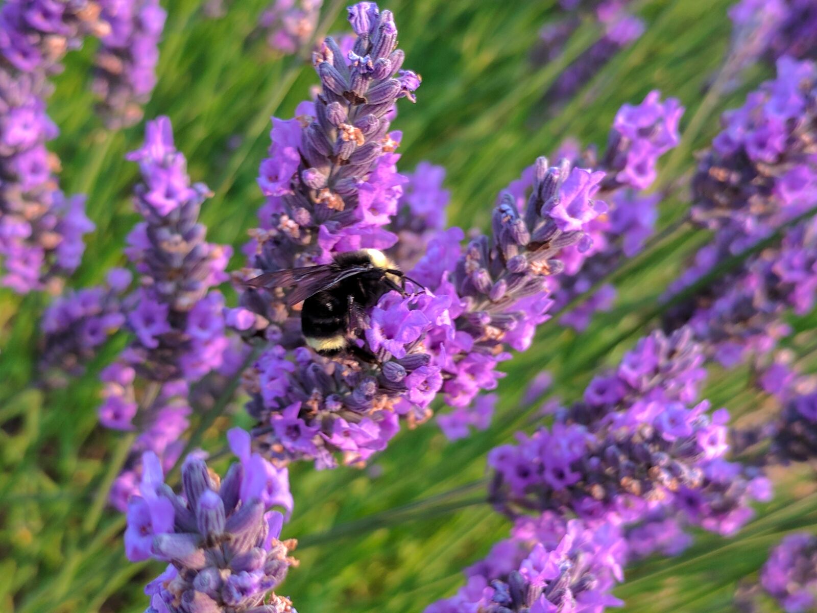 Google Pixel sample photo. Lavender, bee, flower photography