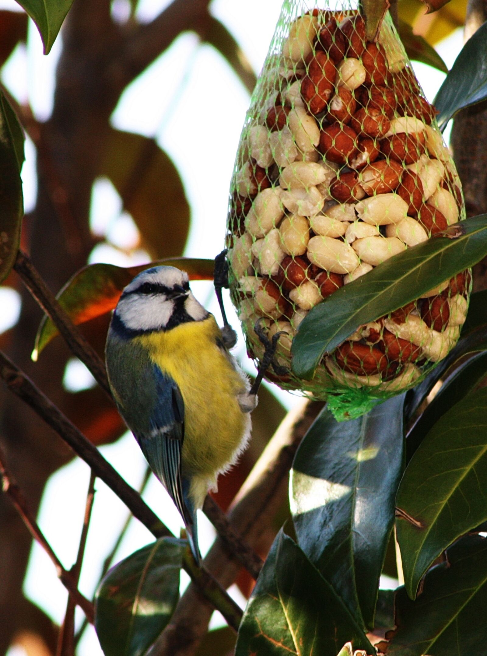 Canon EOS 1000D (EOS Digital Rebel XS / EOS Kiss F) sample photo. Domestic bird, nature, animals photography
