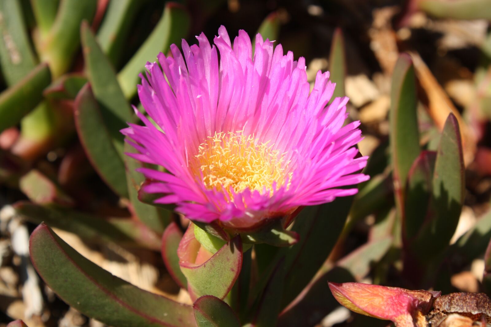 Canon EOS 1000D (EOS Digital Rebel XS / EOS Kiss F) sample photo. Pig face, pink flower photography