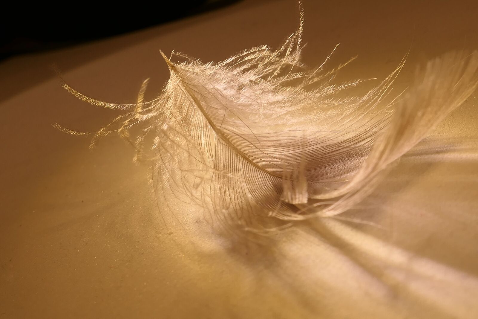 Panasonic Lumix DMC-LX10 (Lumix DMC-LX15) sample photo. Feather, slightly, white photography