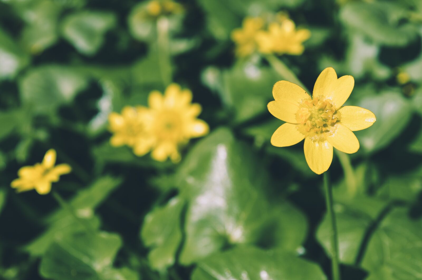 Nikon D3200 sample photo. Nature, flower, plant photography
