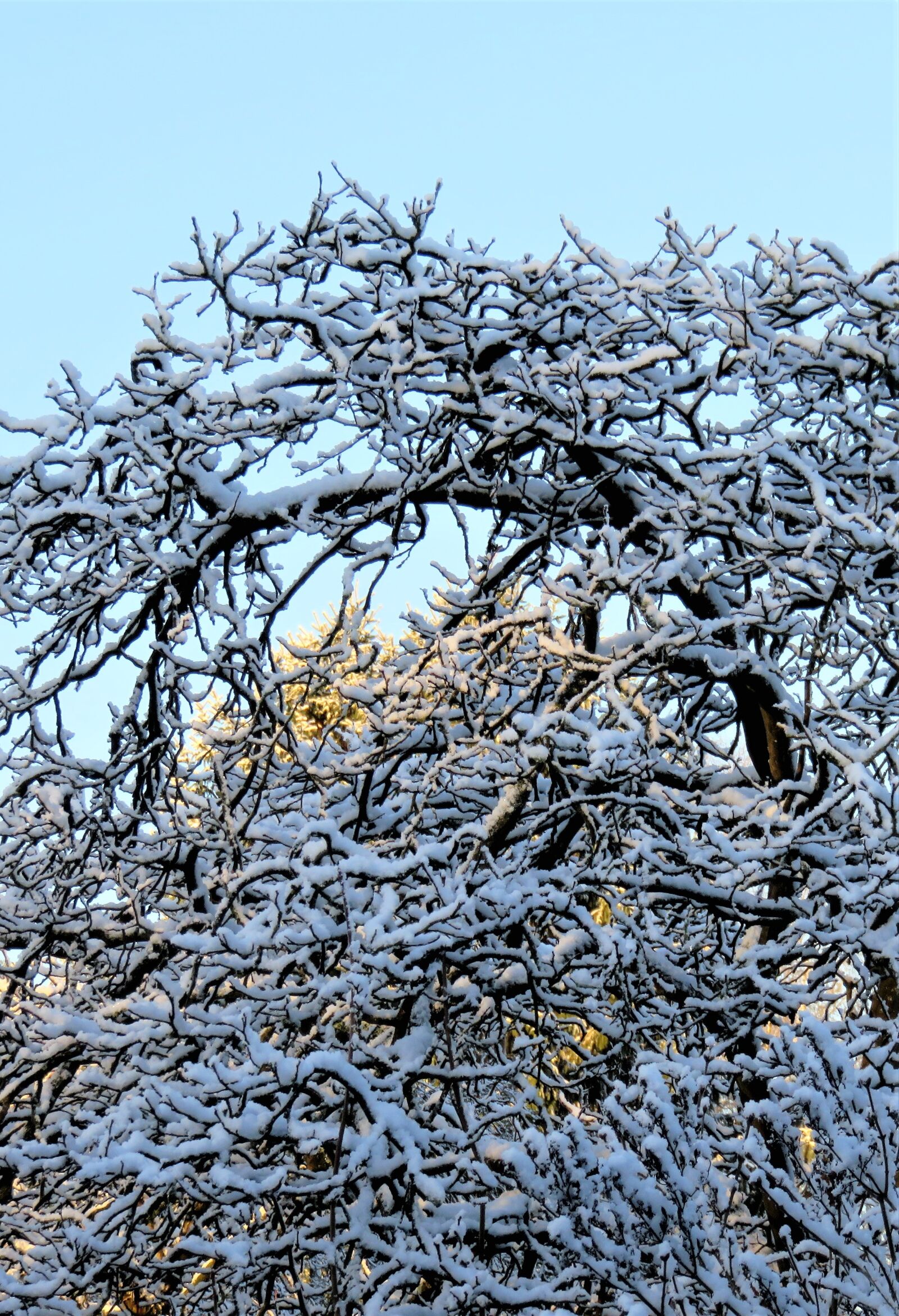 Canon PowerShot SX710 HS sample photo. Winter, snow, tree photography