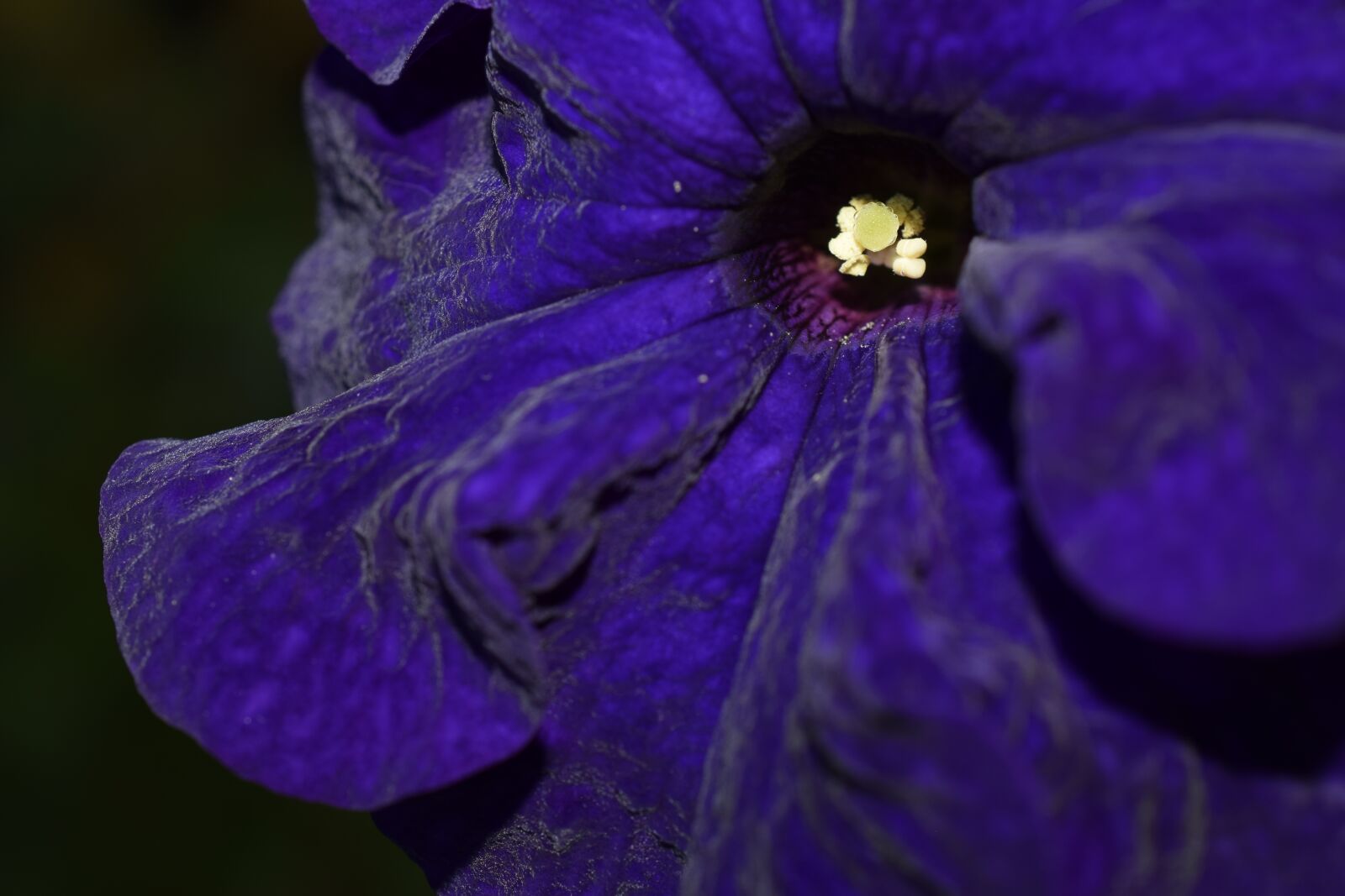 Nikon D3300 sample photo. Flower, nature, bloom photography