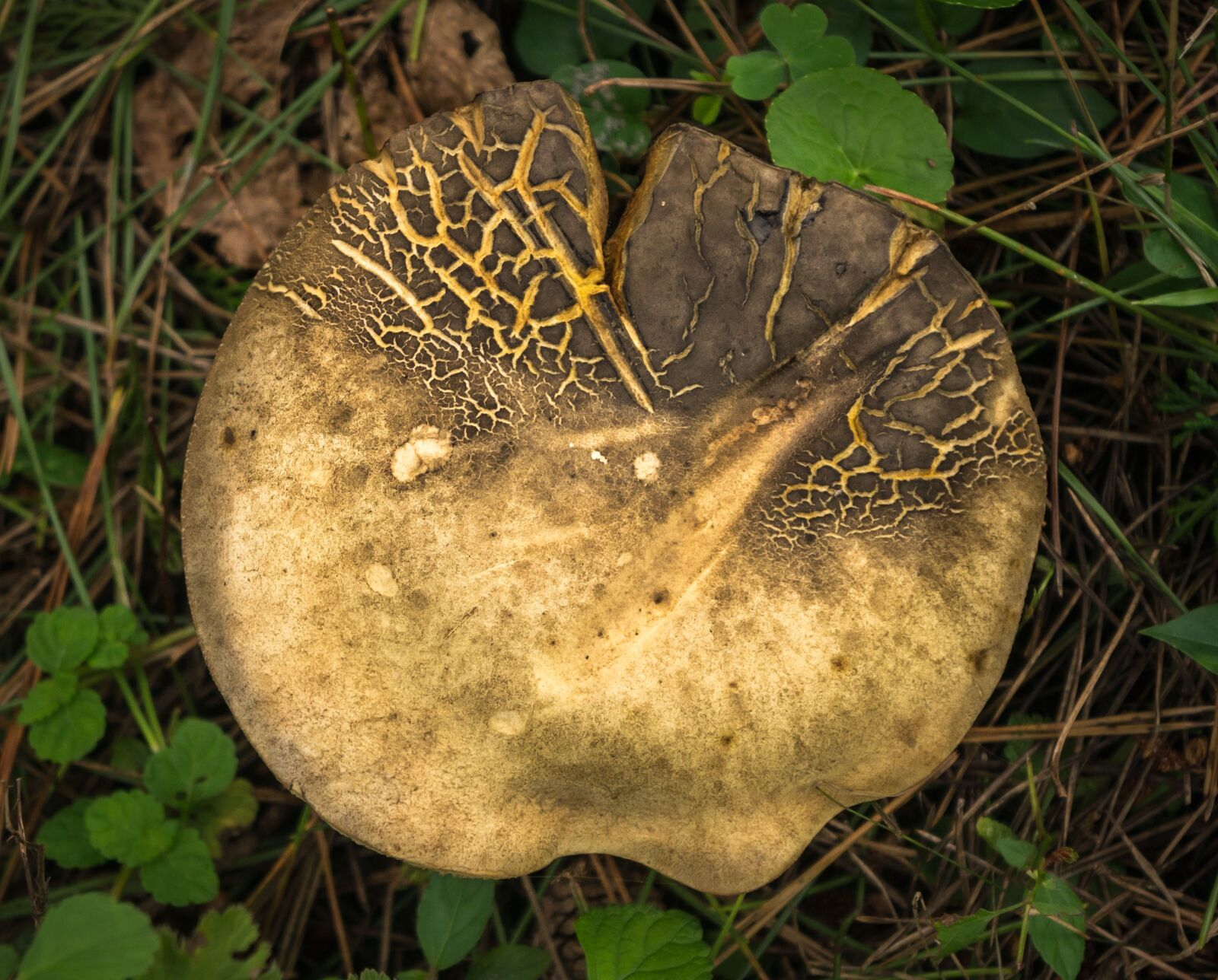 Sony Alpha NEX-5N sample photo. Mushroom, nature, forest photography