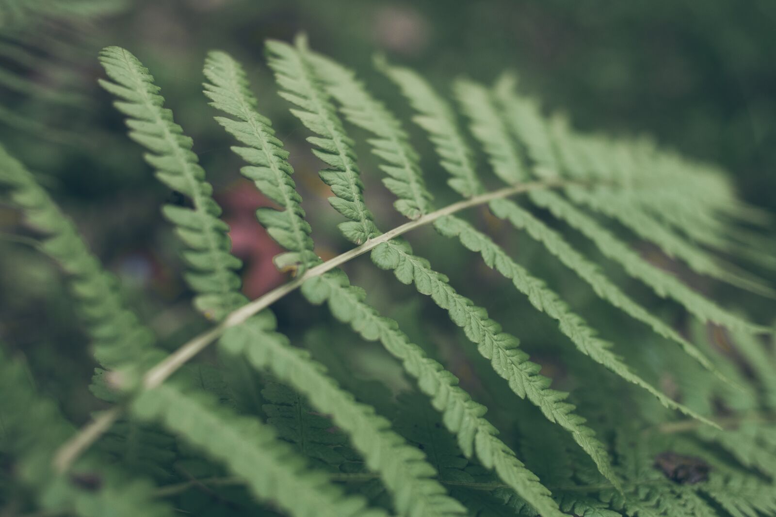 ZEISS Touit 32mm F1.8 sample photo. Fern, ferns, plant photography