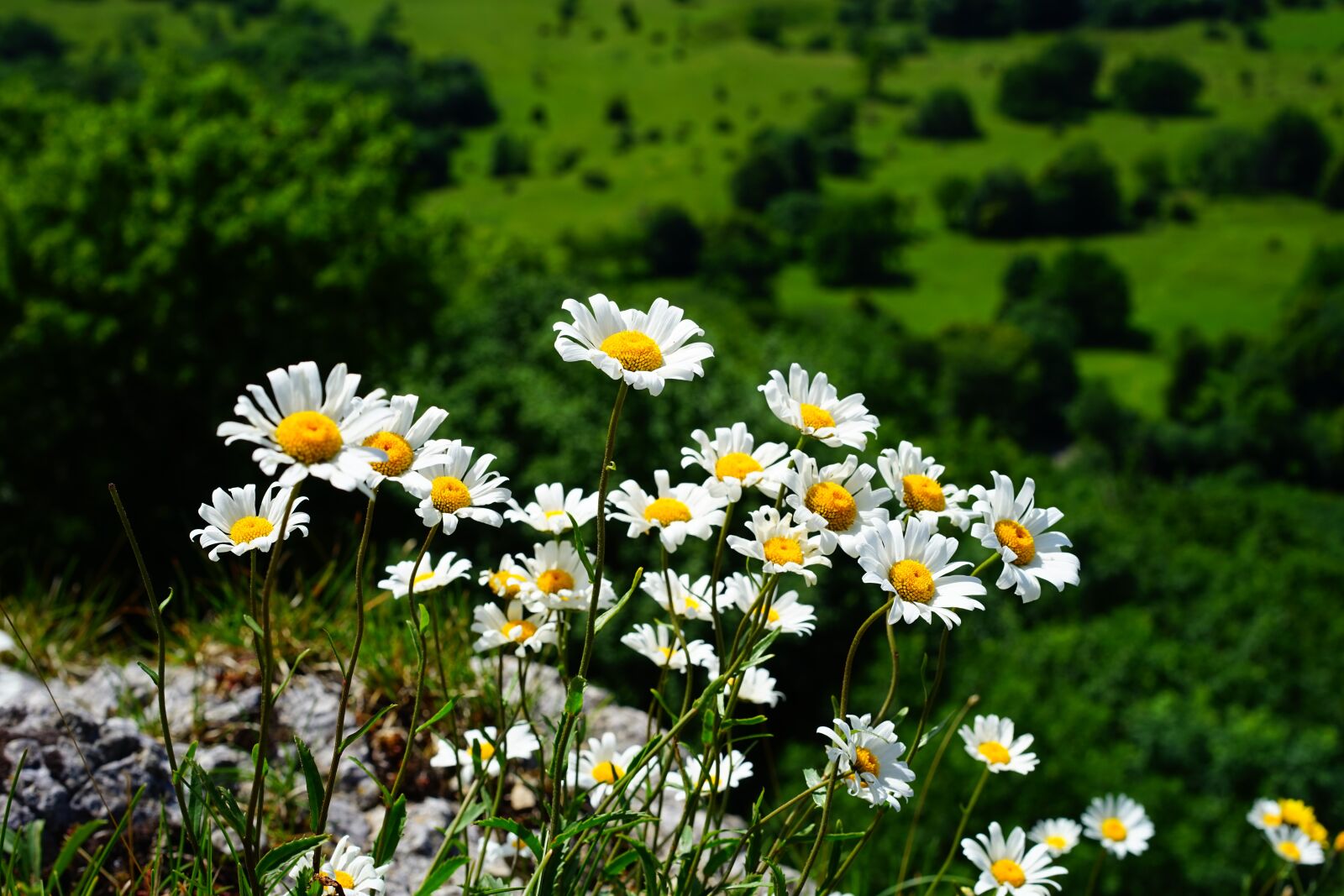 Sony a7 + Sony Sonnar T* FE 55mm F1.8 ZA sample photo. Meadows margerite, daisies, flowers photography