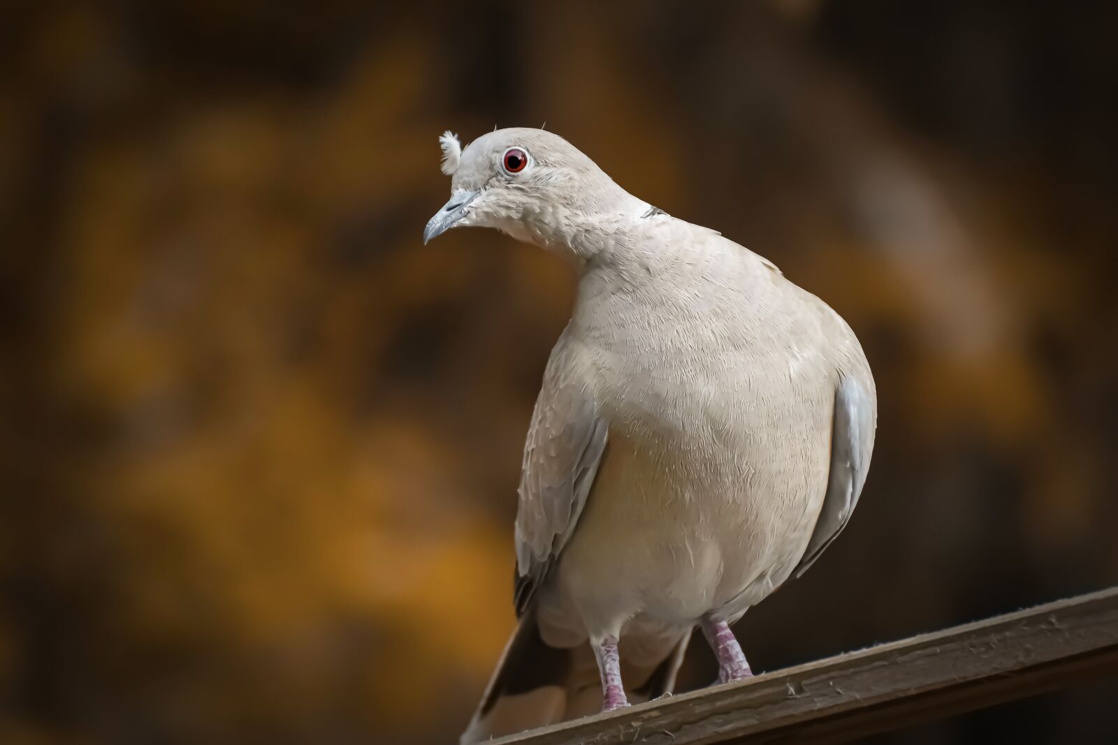 Nikon D7200 sample photo. Collared, bird, plumage photography