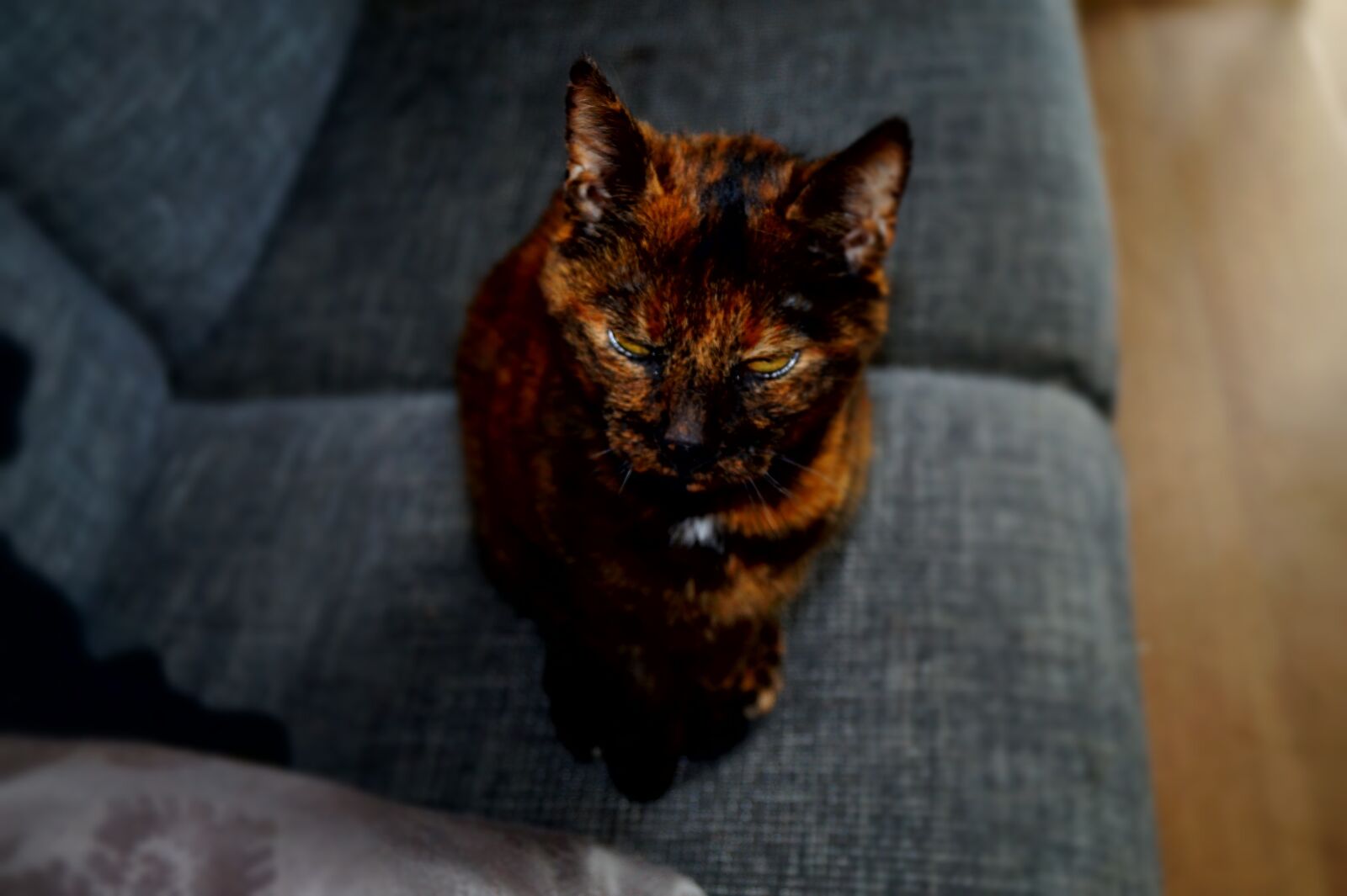 Sony DT 18-55mm F3.5-5.6 SAM II sample photo. Animal, cat, cats photography