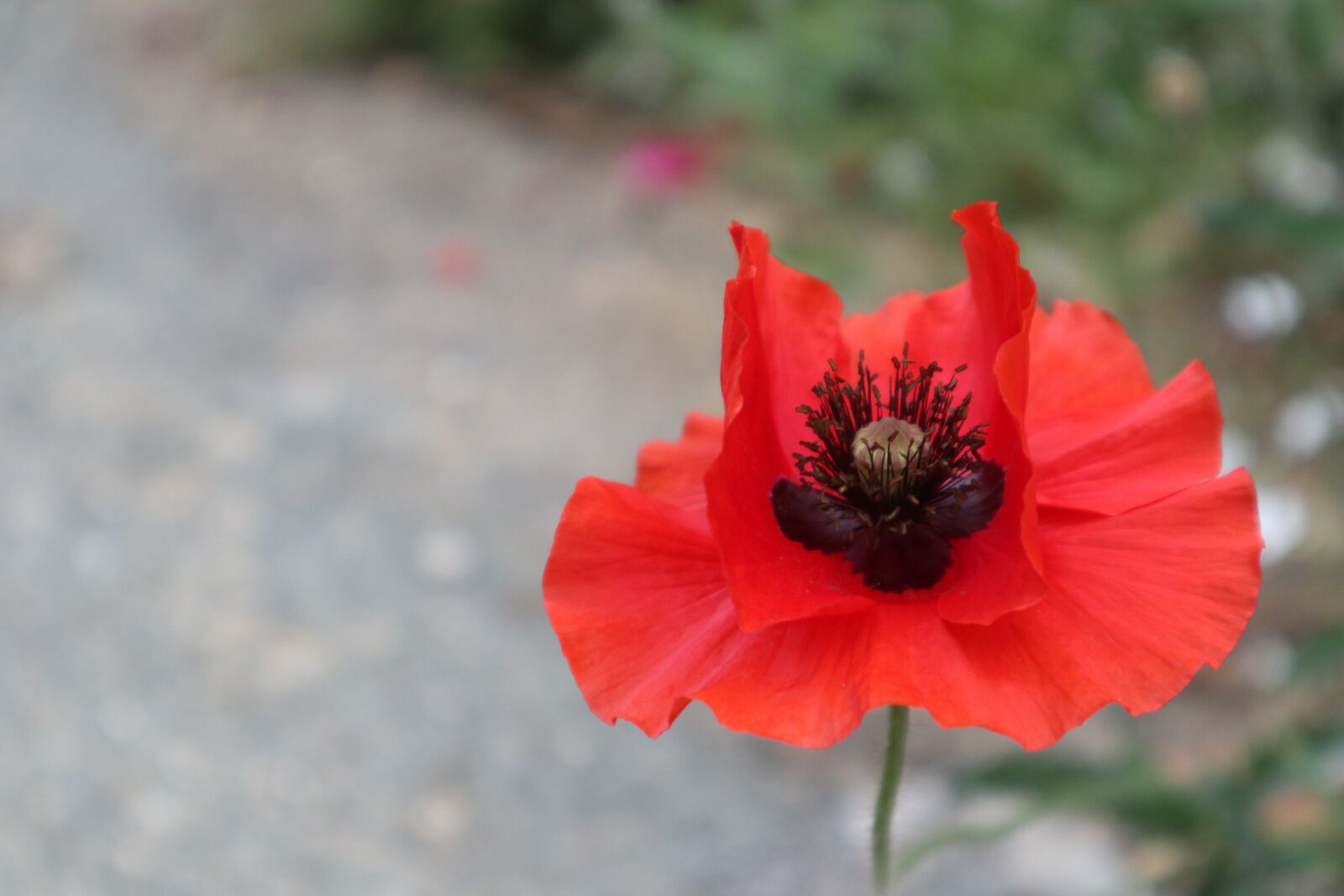 Canon EOS M100 sample photo. Poppy, flower, red photography