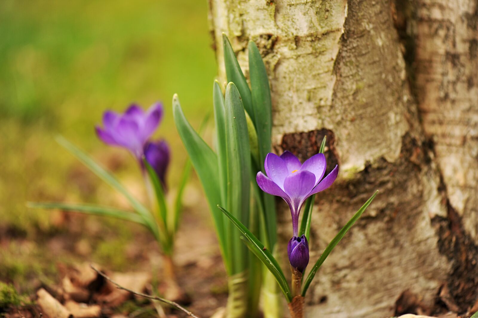 Nikon D3S sample photo. Nature, plant, flower photography