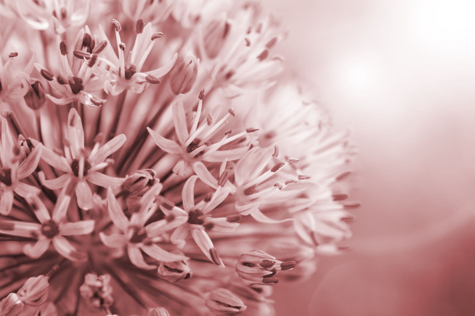 Fujifilm X-T2 sample photo. Allium, leek, flower photography