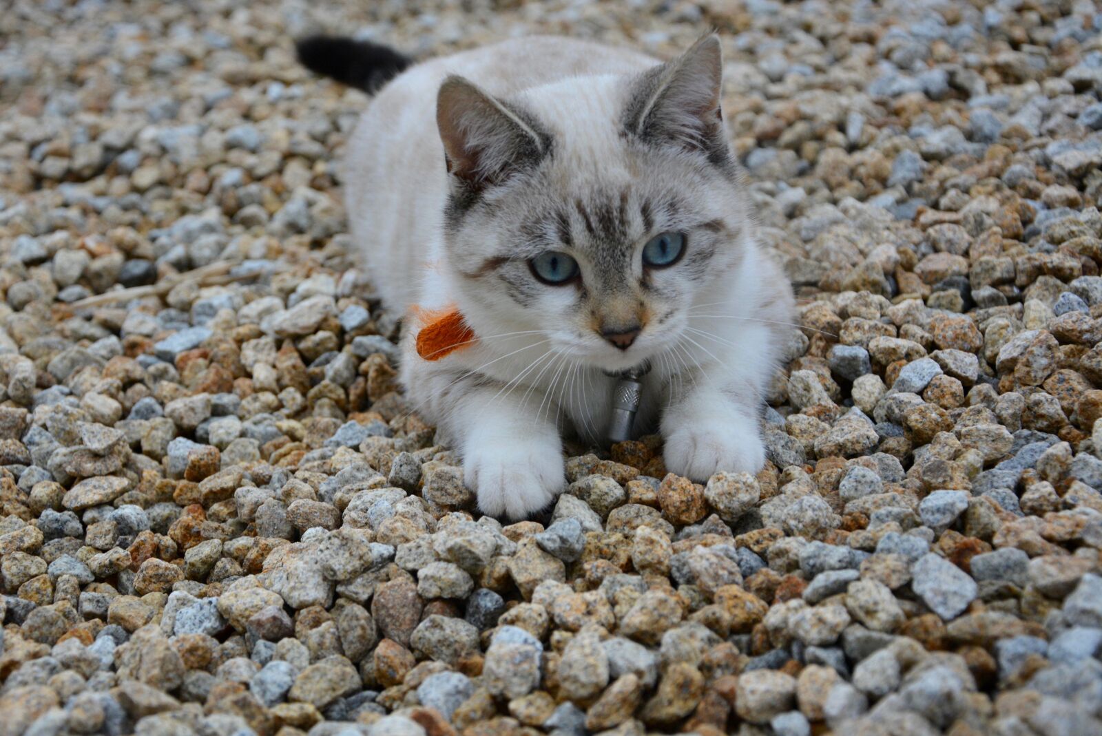 Nikon D5200 sample photo. Cat, kitten, sunset photography