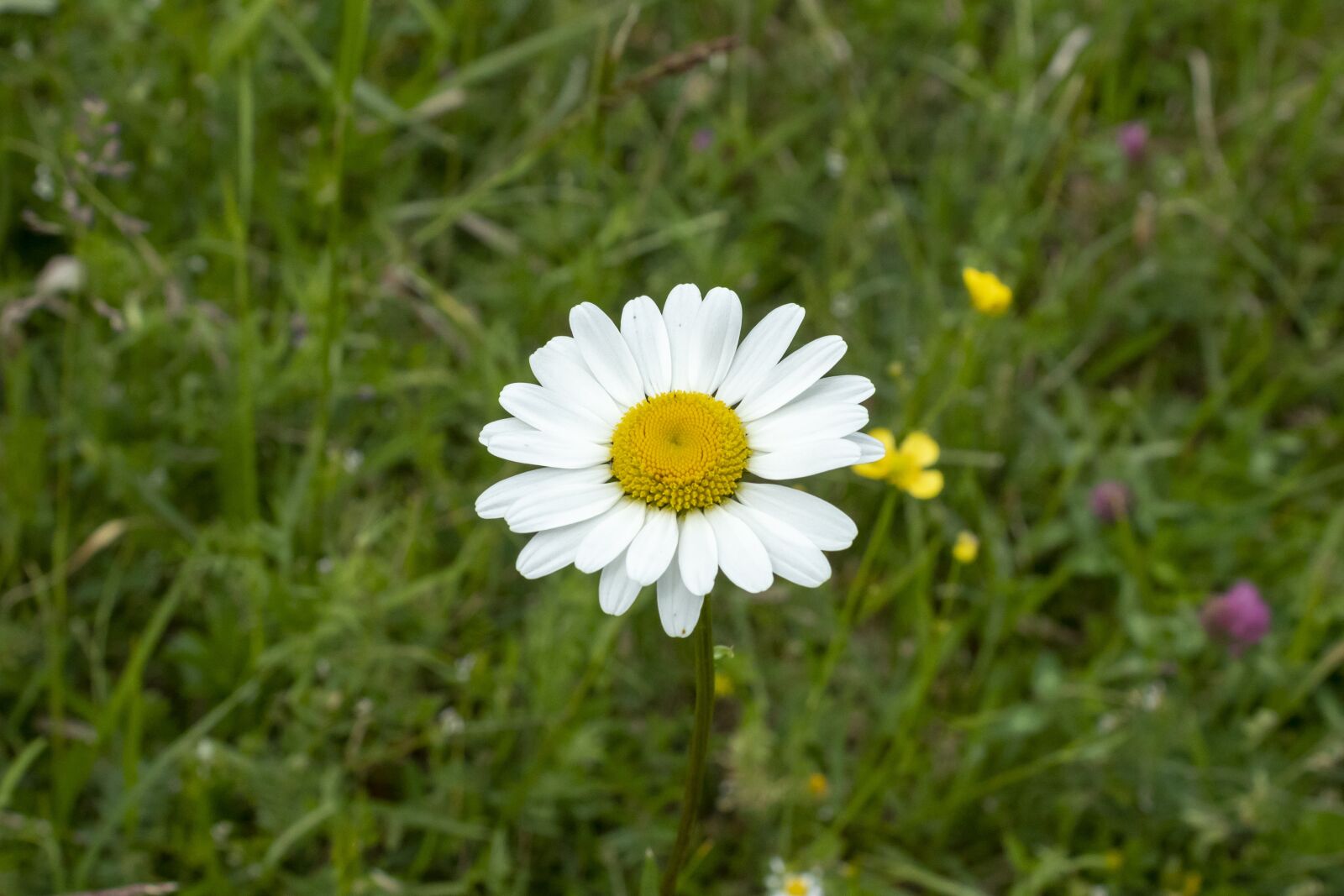 Canon EOS 1300D (EOS Rebel T6 / EOS Kiss X80) sample photo. Wildflower, daisy, meadow flower photography