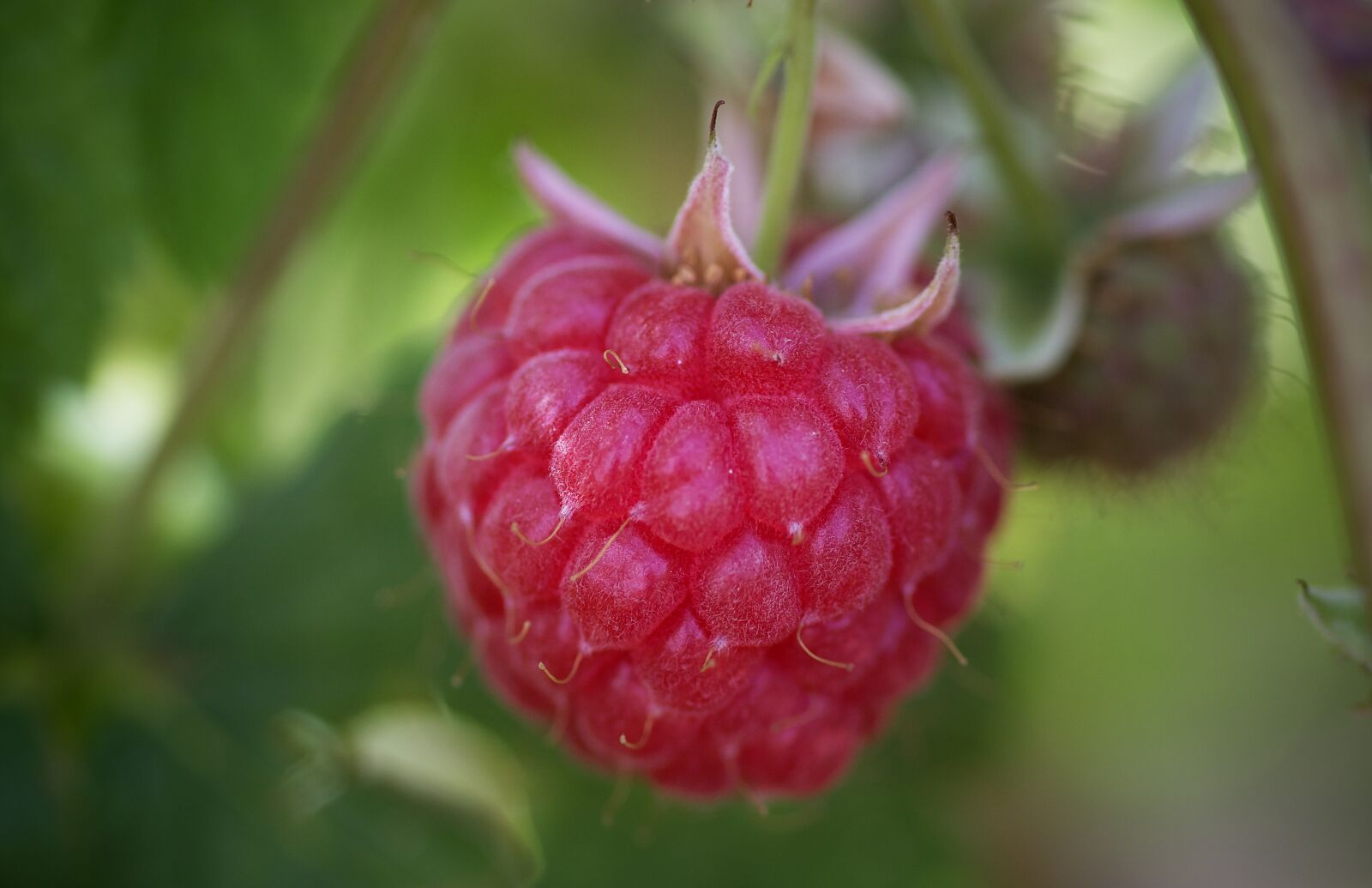 Nikon D7200 sample photo