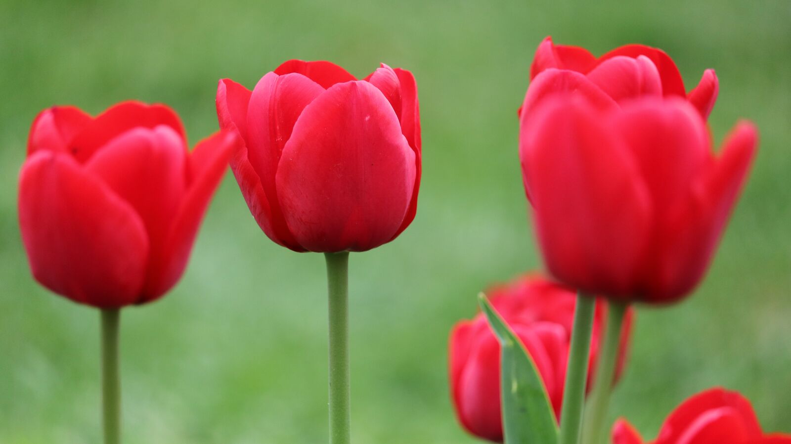 Canon EOS 750D (EOS Rebel T6i / EOS Kiss X8i) sample photo. Flower, nature, tulip photography