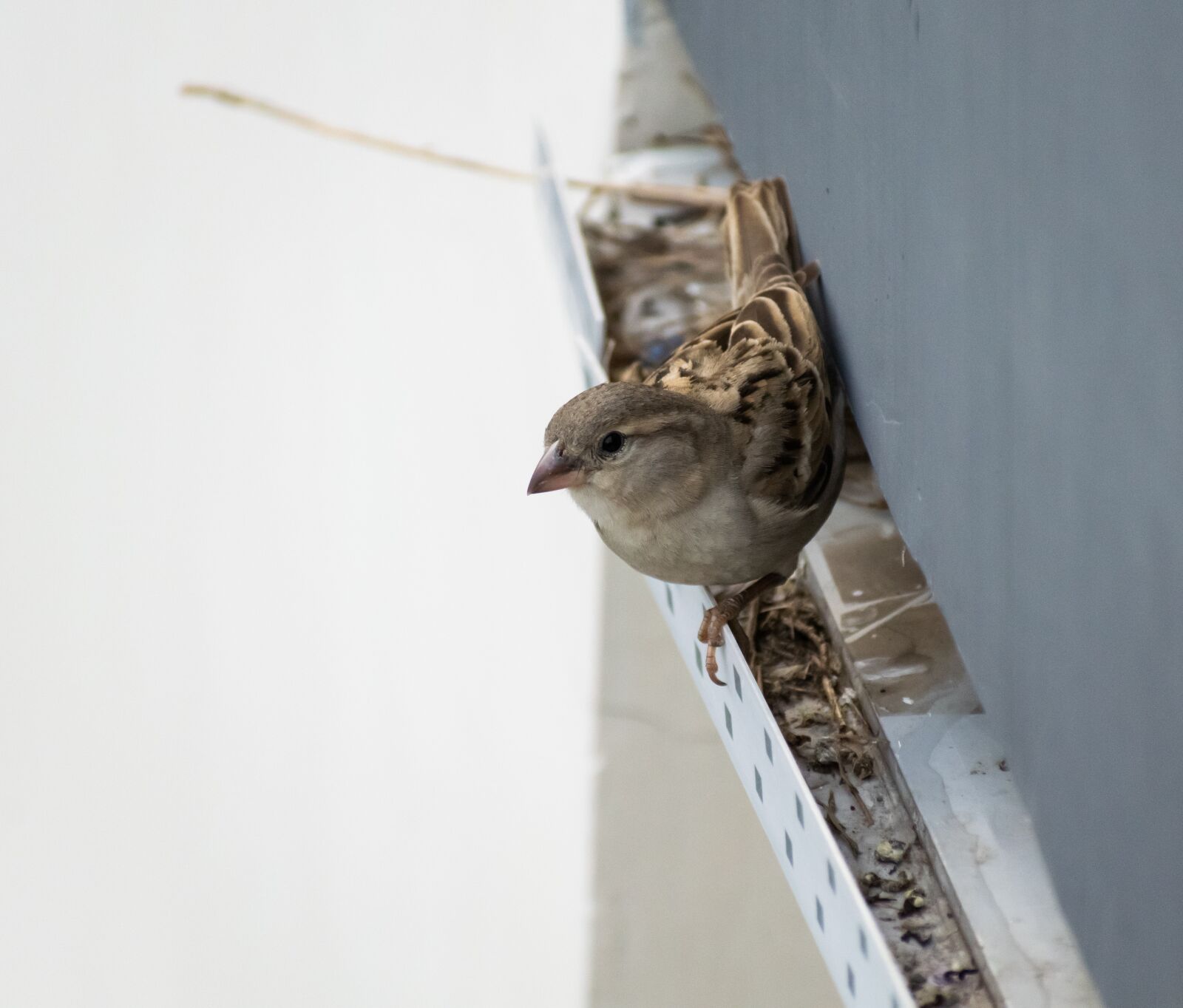 Nikon D3300 sample photo. House sparrow, bird, nest photography