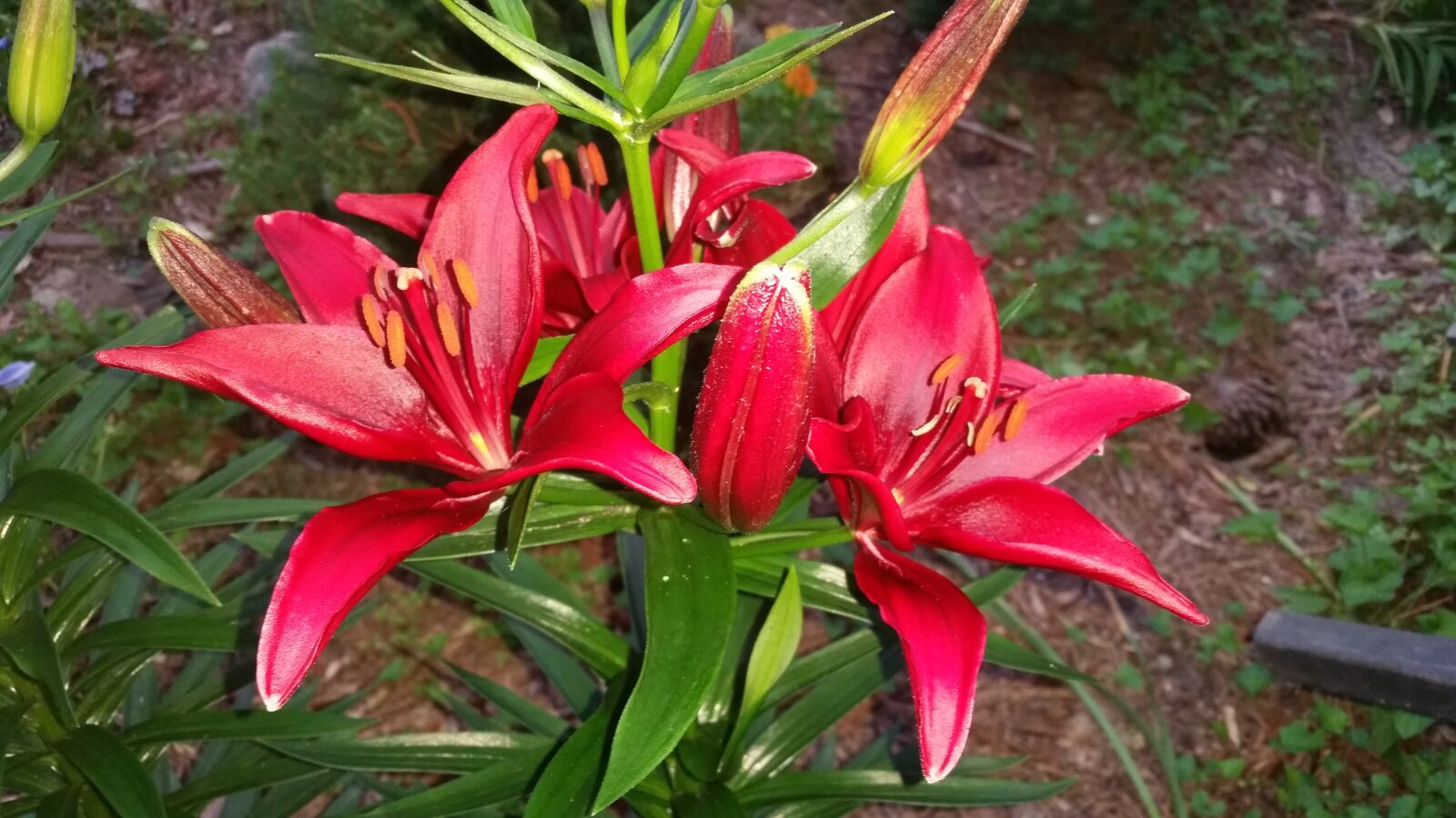 Samsung Galaxy S5 sample photo. Lily, flower, garden photography