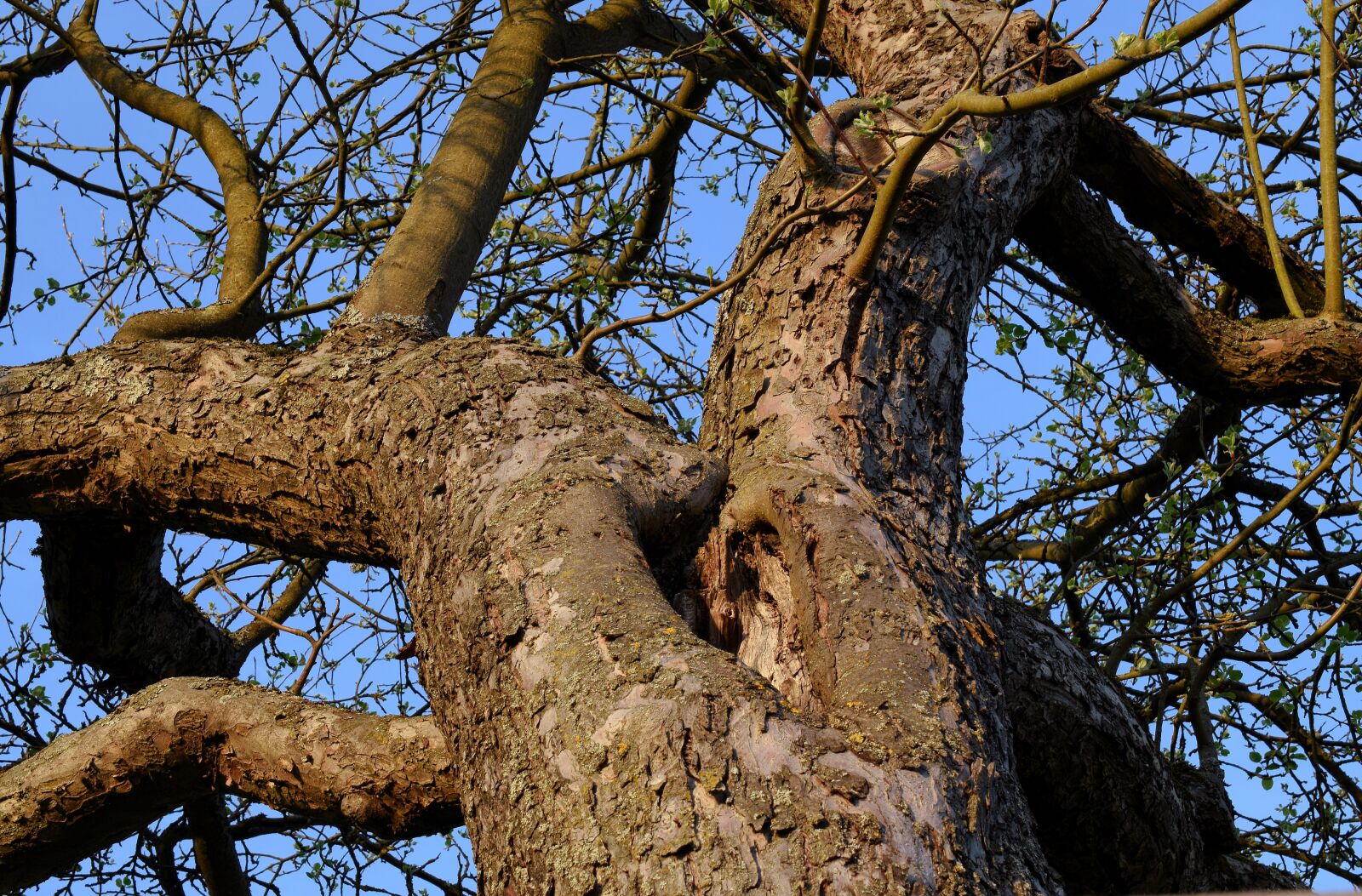 Nikon D5300 sample photo. Tree, nature, wood photography