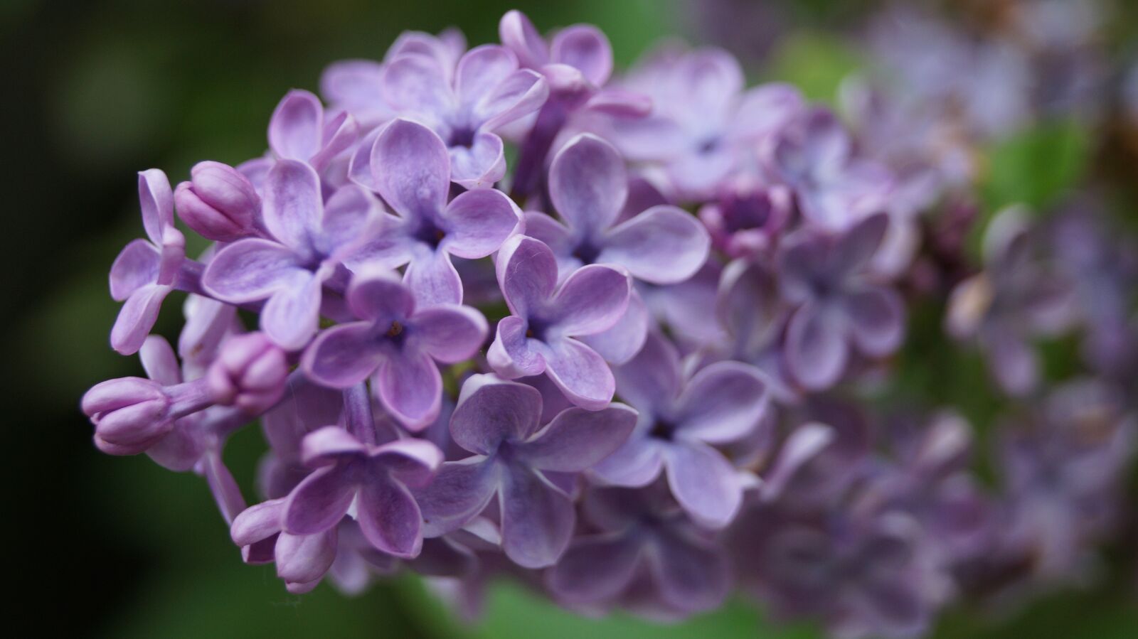 Sony SLT-A58 sample photo. Flower, lilac, purple photography