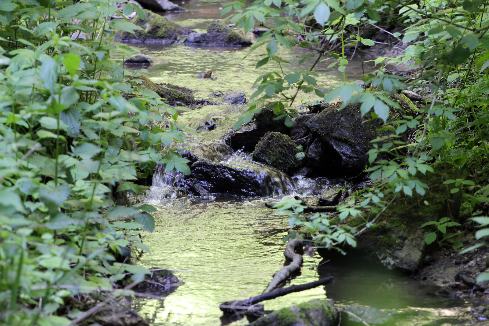 Canon EF 70-200mm F4L USM sample photo. Creek, forest, stream, water photography